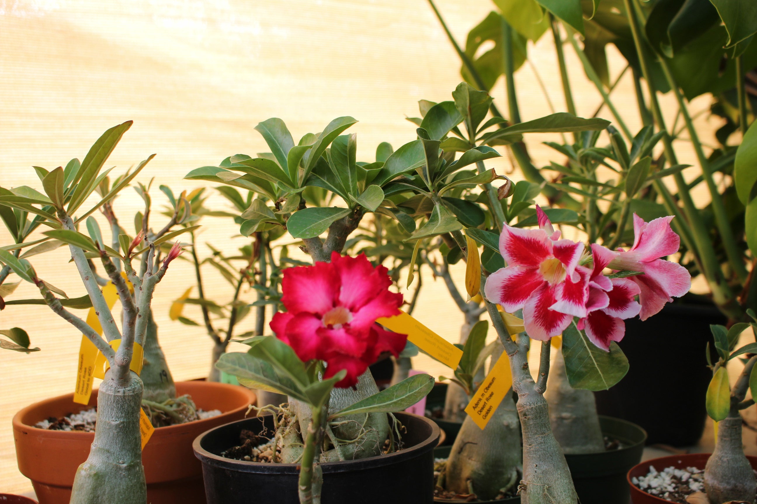 Desert Rose / Adenium Obesum