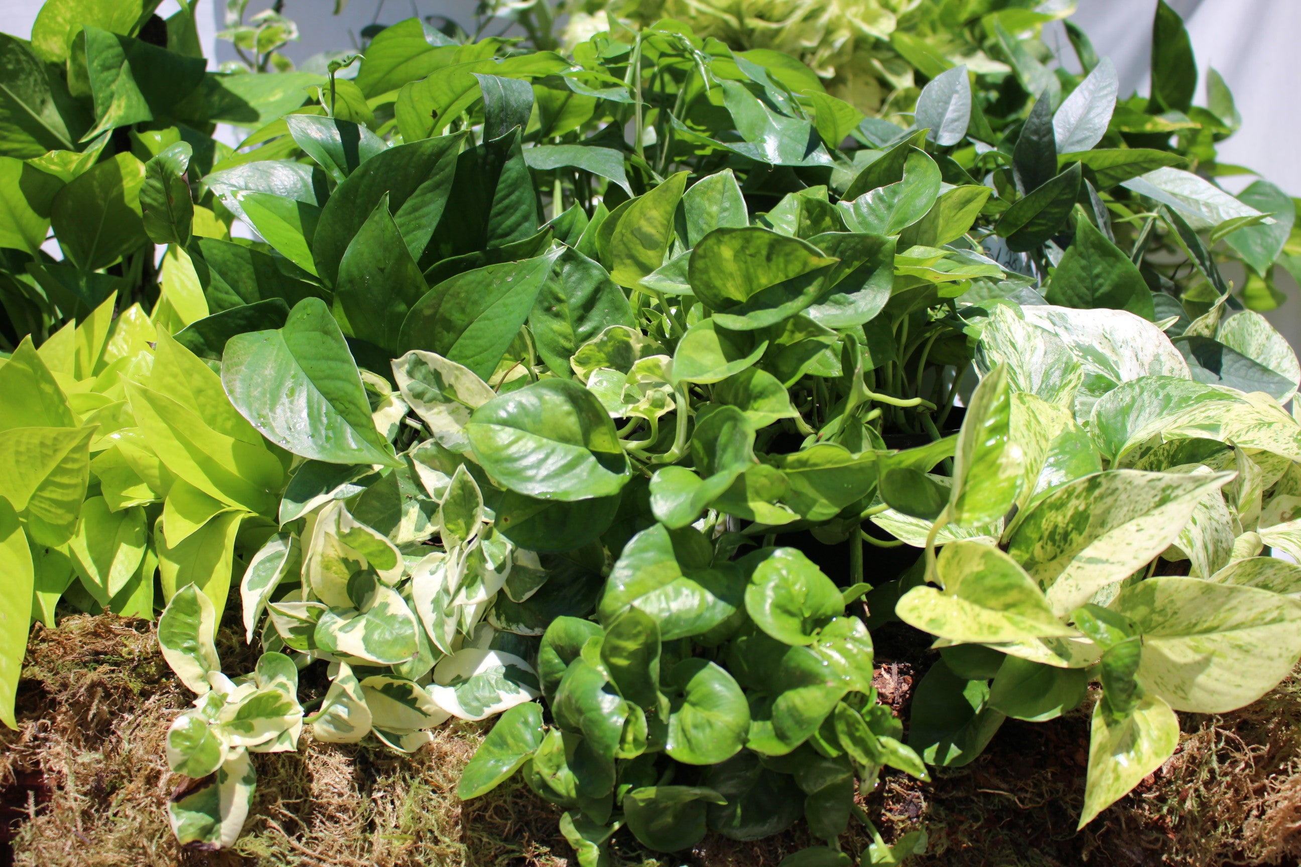 Pothos /  Epipremnum