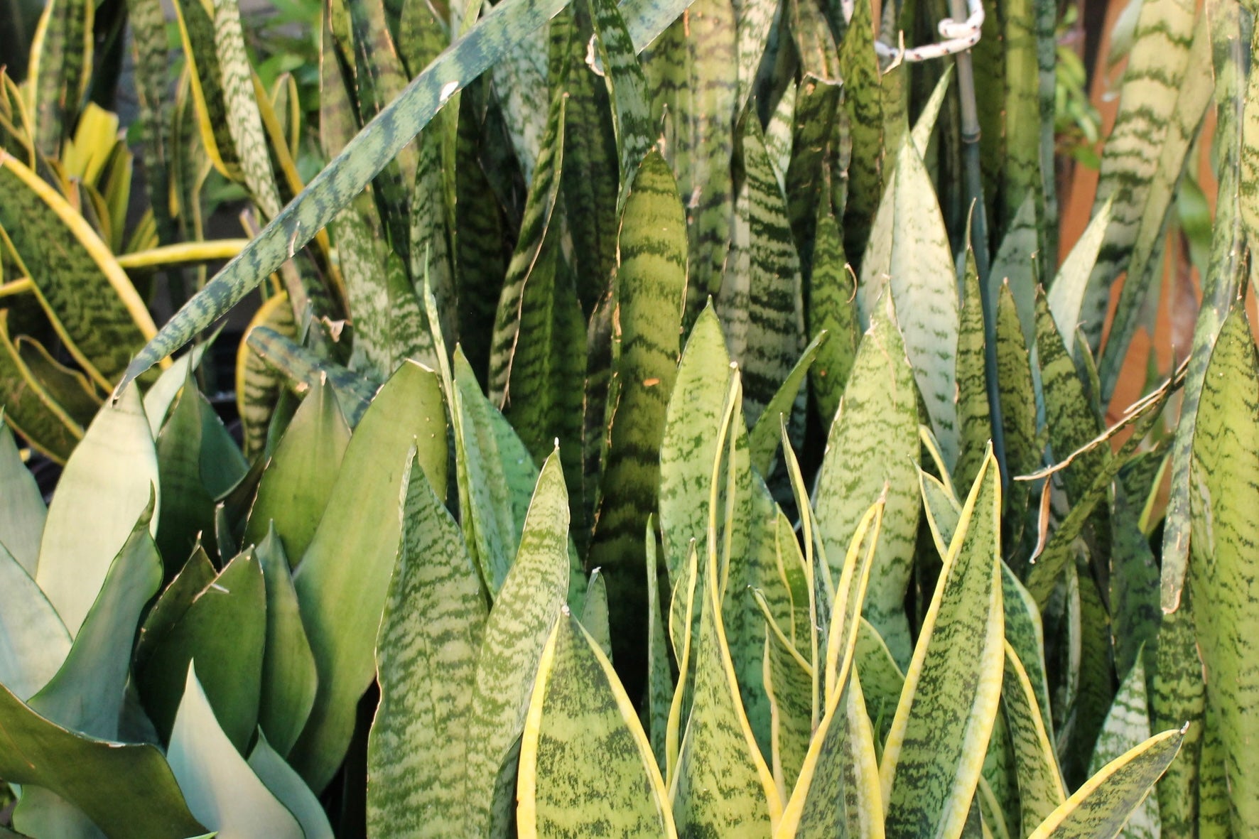 Snake Plants