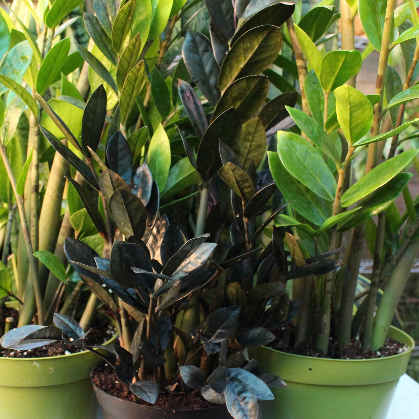ZZ Plants – Scorpio Gardens ZZ Plants – Scorpio Gardens