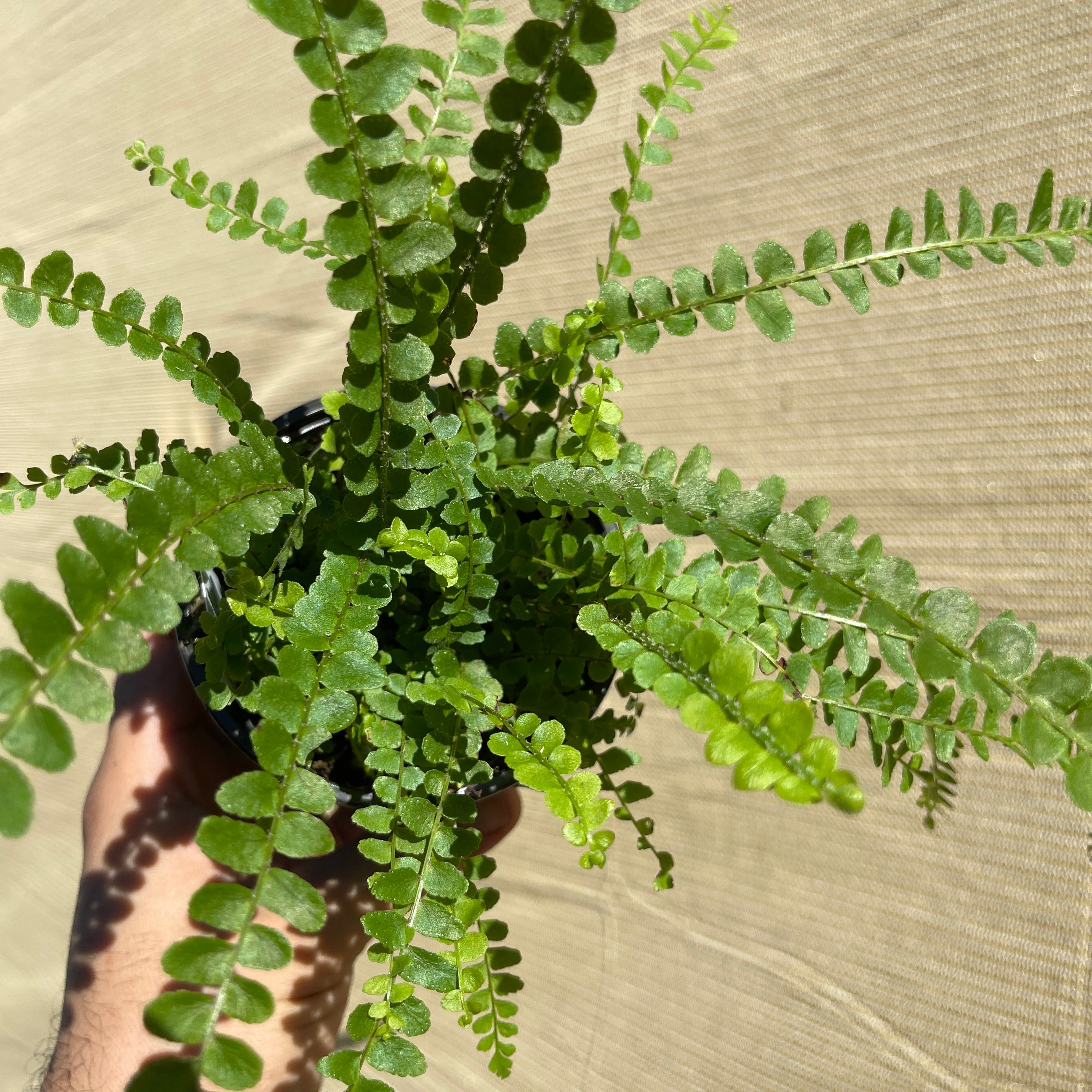 Lemon Button Fern 4" Pot