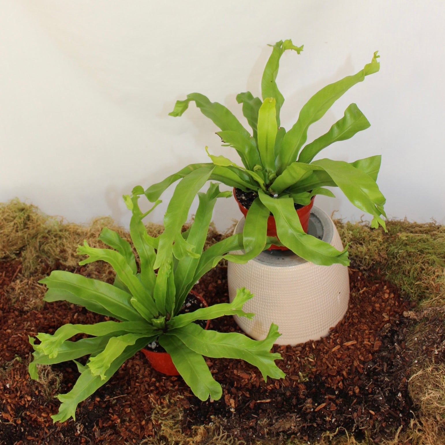 Bird’s Nest Fern 4” Pot