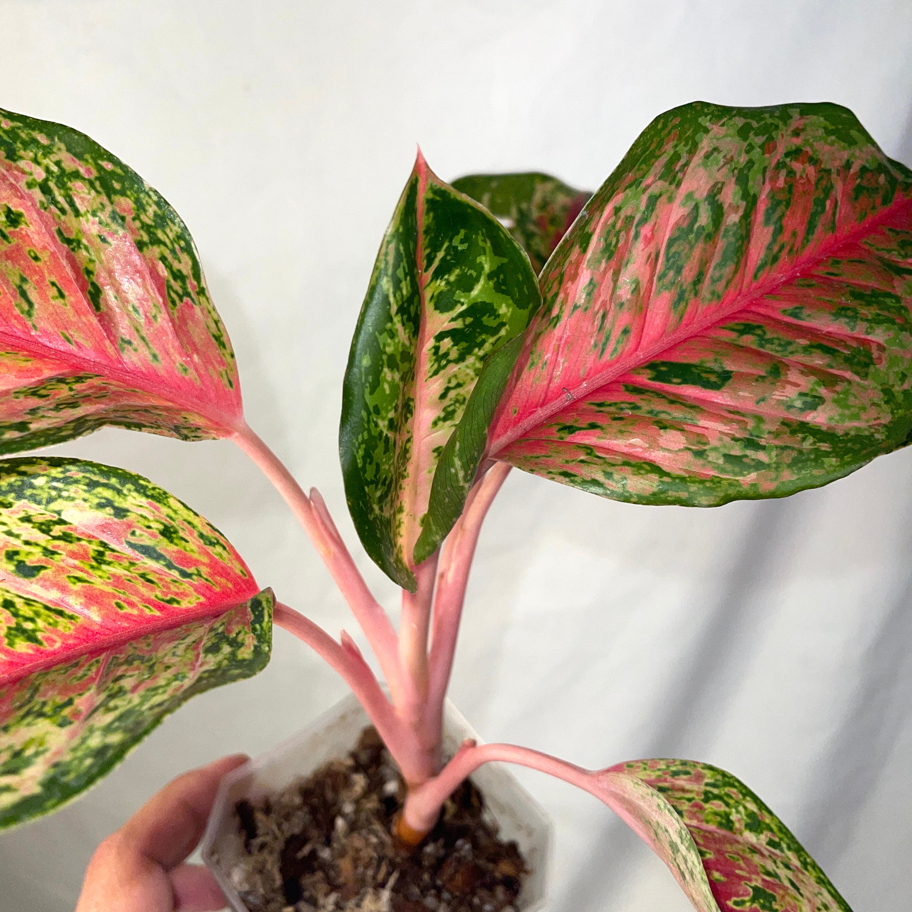 Red Emerald Aglaonema 4" Pot