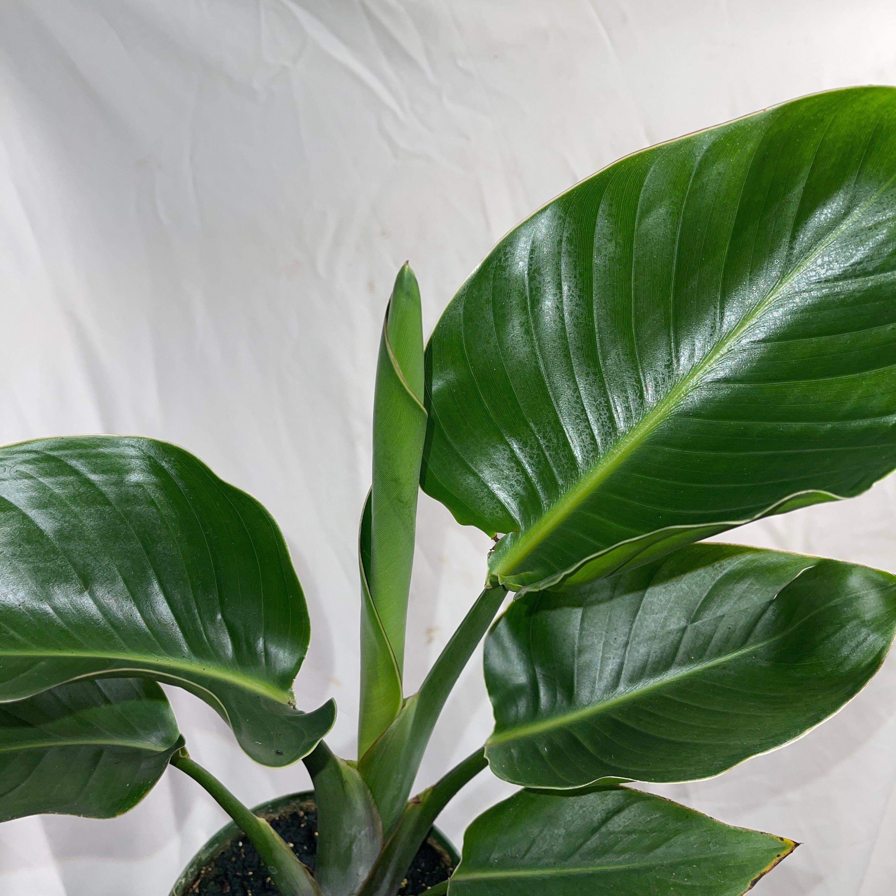 Bird of Paradise 6” Pot