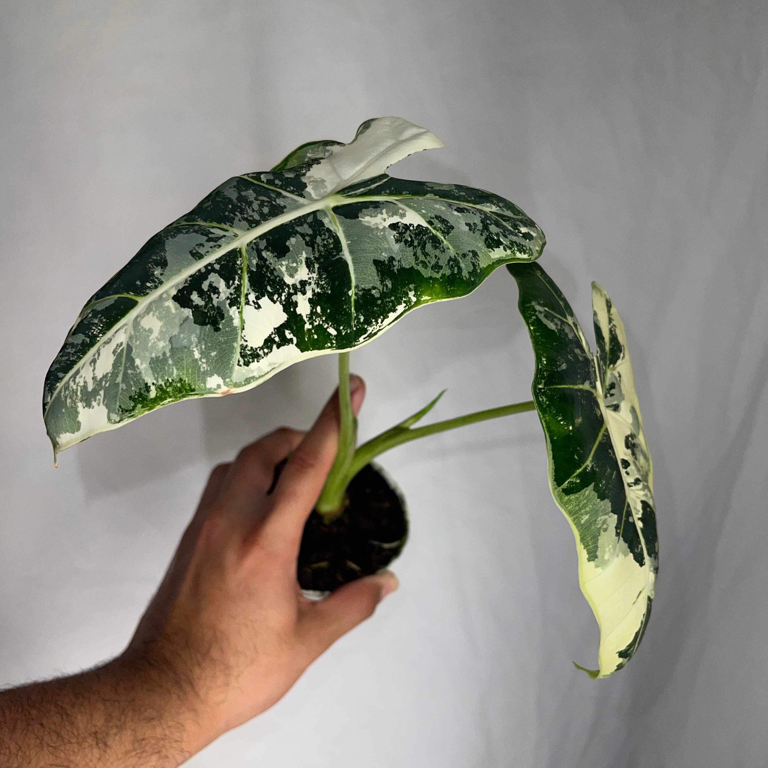 Variegated Frydek Alocasia 4" Pot