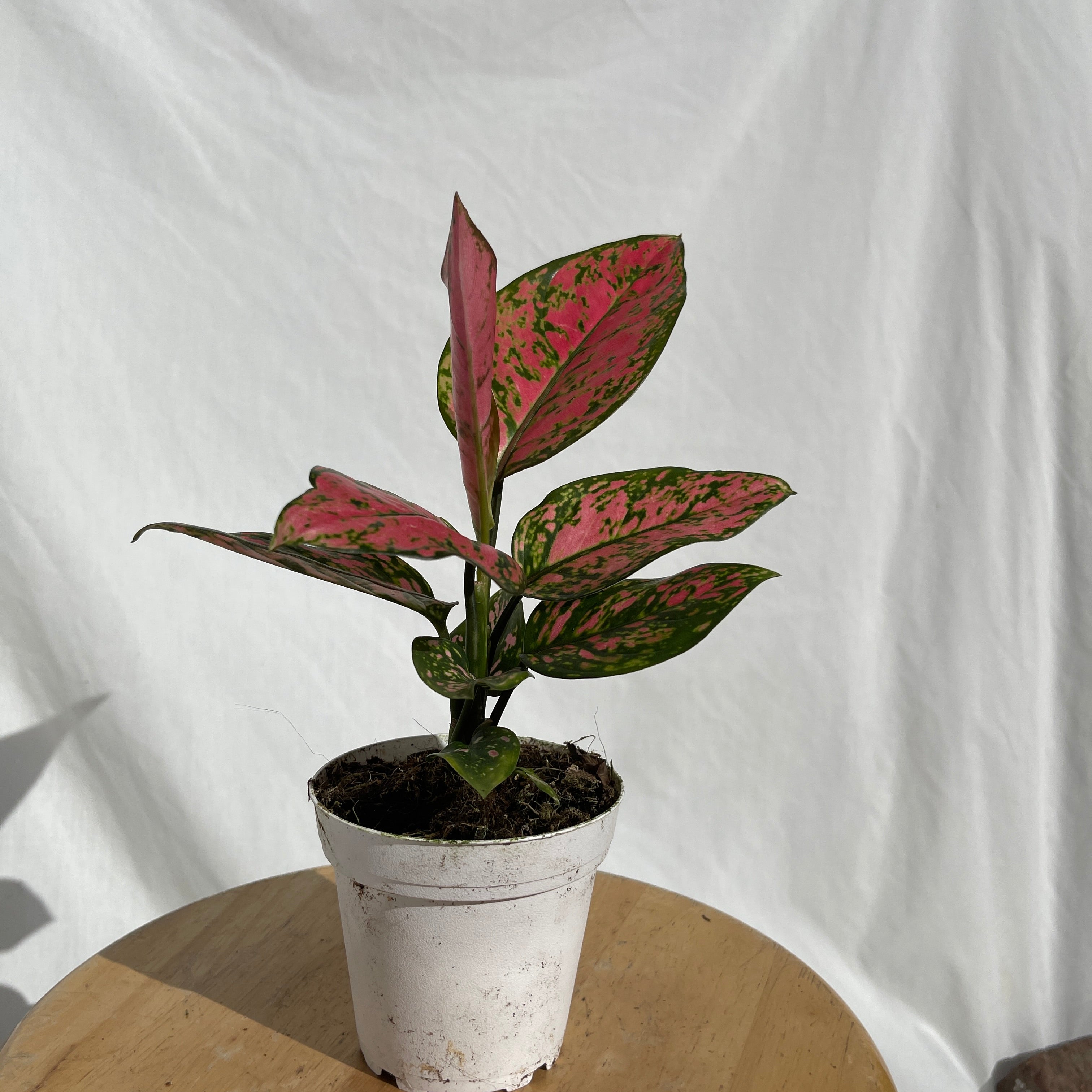 Valentine Aglaonema 4" Pot