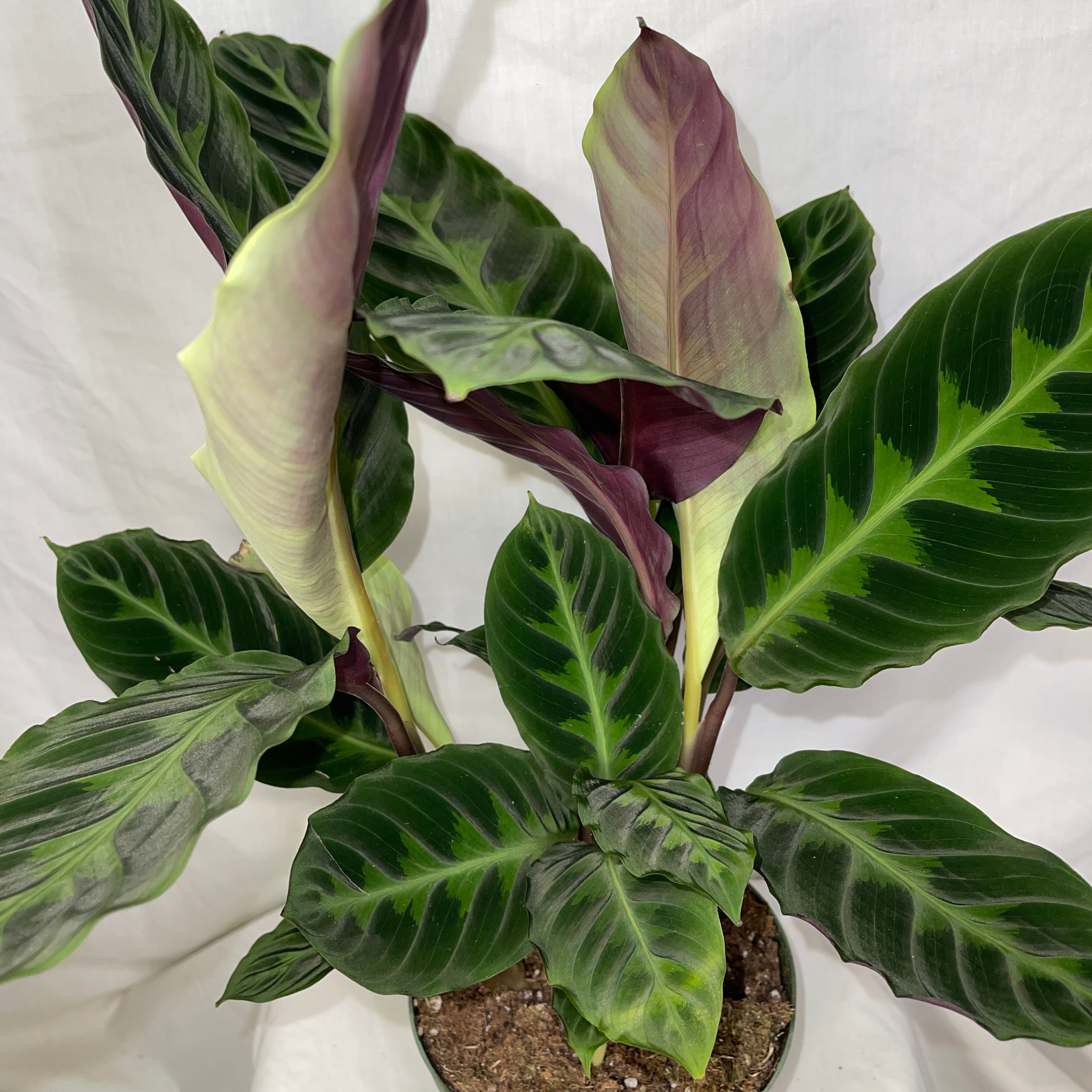 Jungle Velvet Calathea 6” Pot