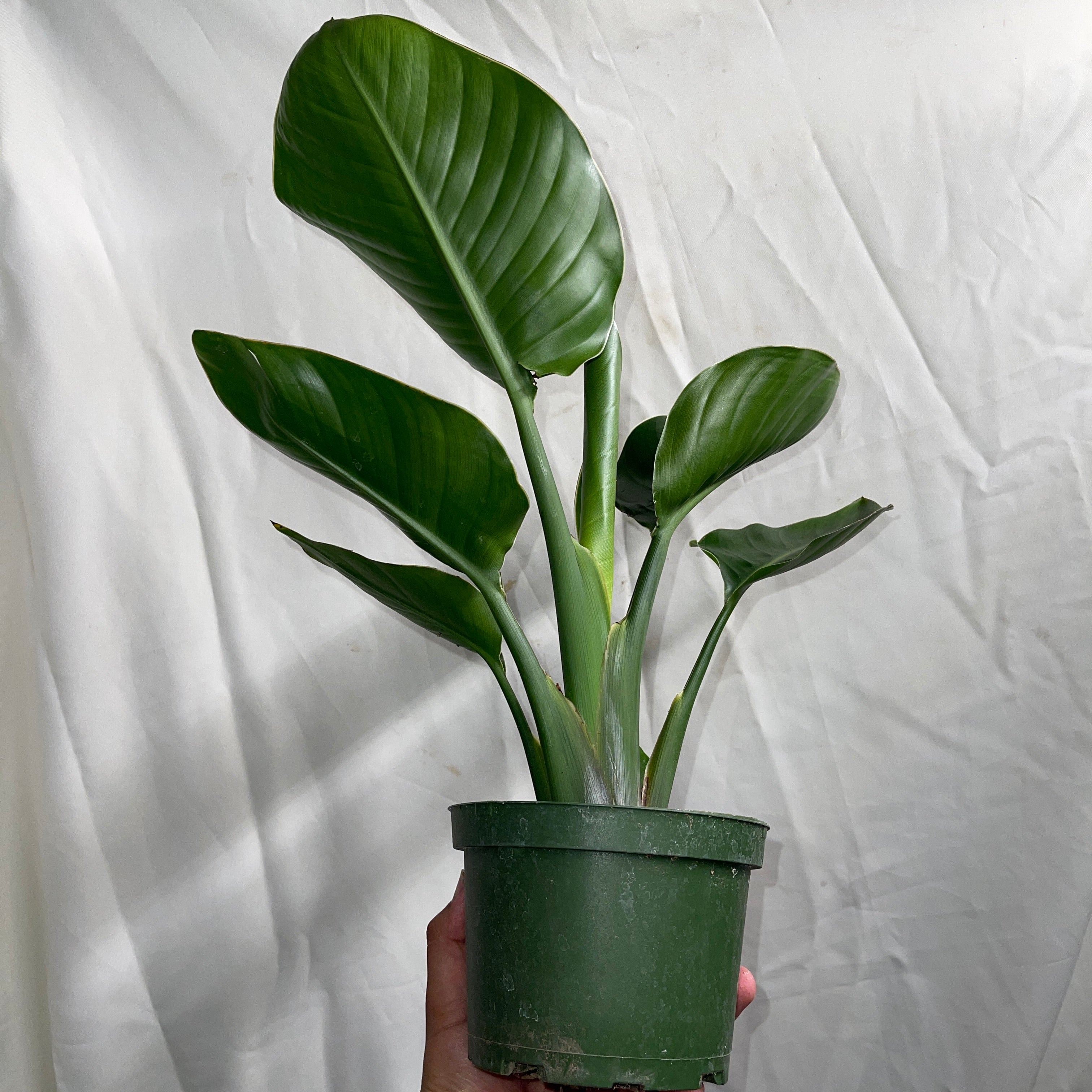Bird of Paradise 6” Pot