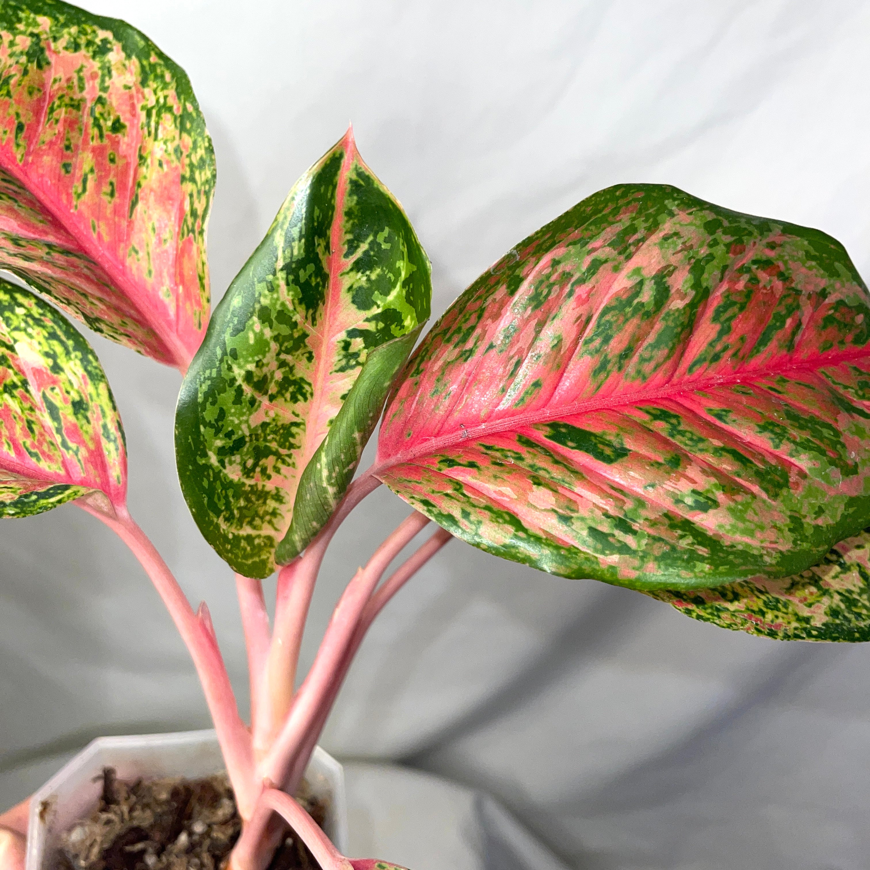Red Emerald Aglaonema 4" Pot