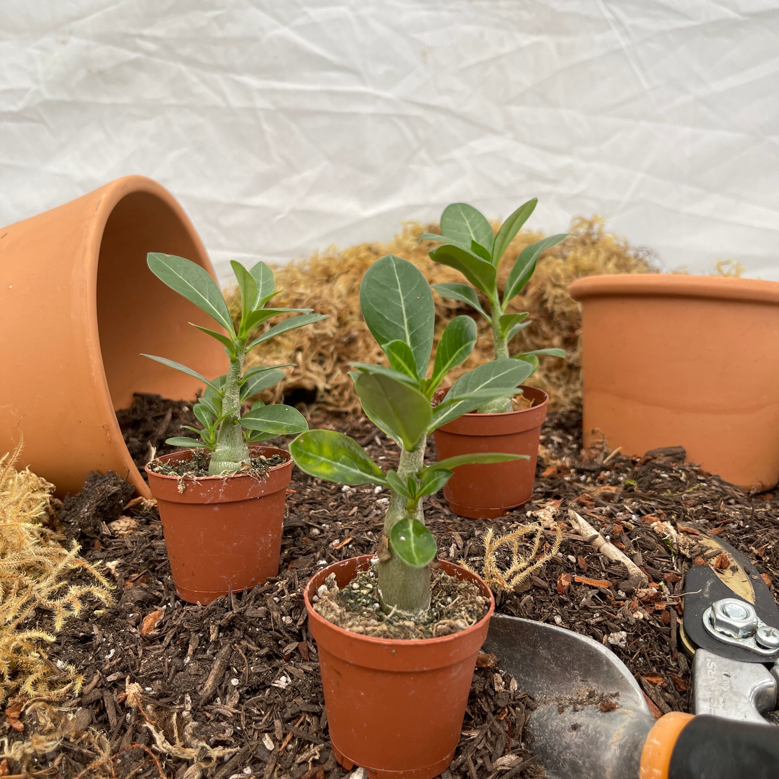 White Desert Rose Adenium Obesum 2" Pot