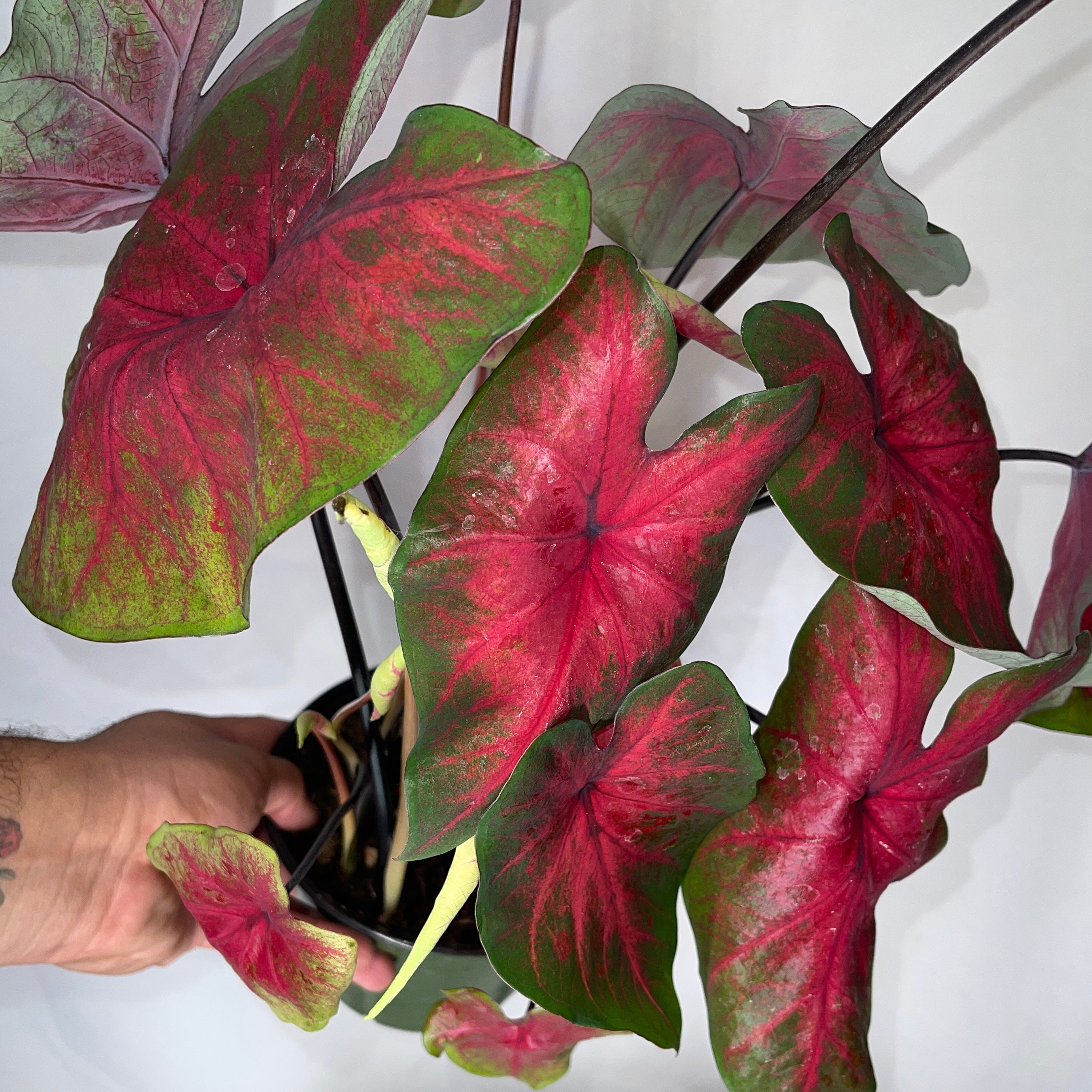 Mixed Caladium Variety One 6” Pot
