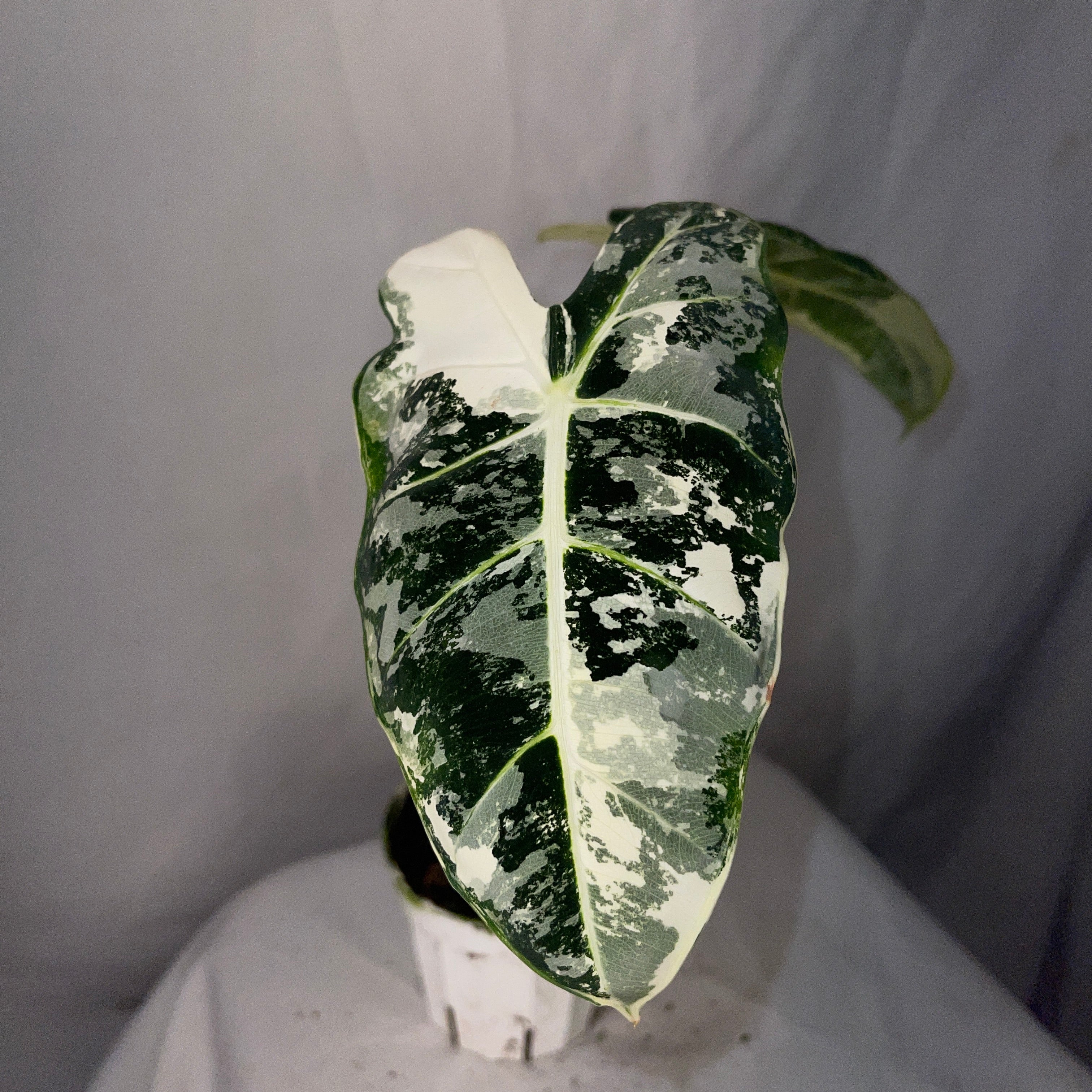 Variegated Frydek Alocasia 4" Pot