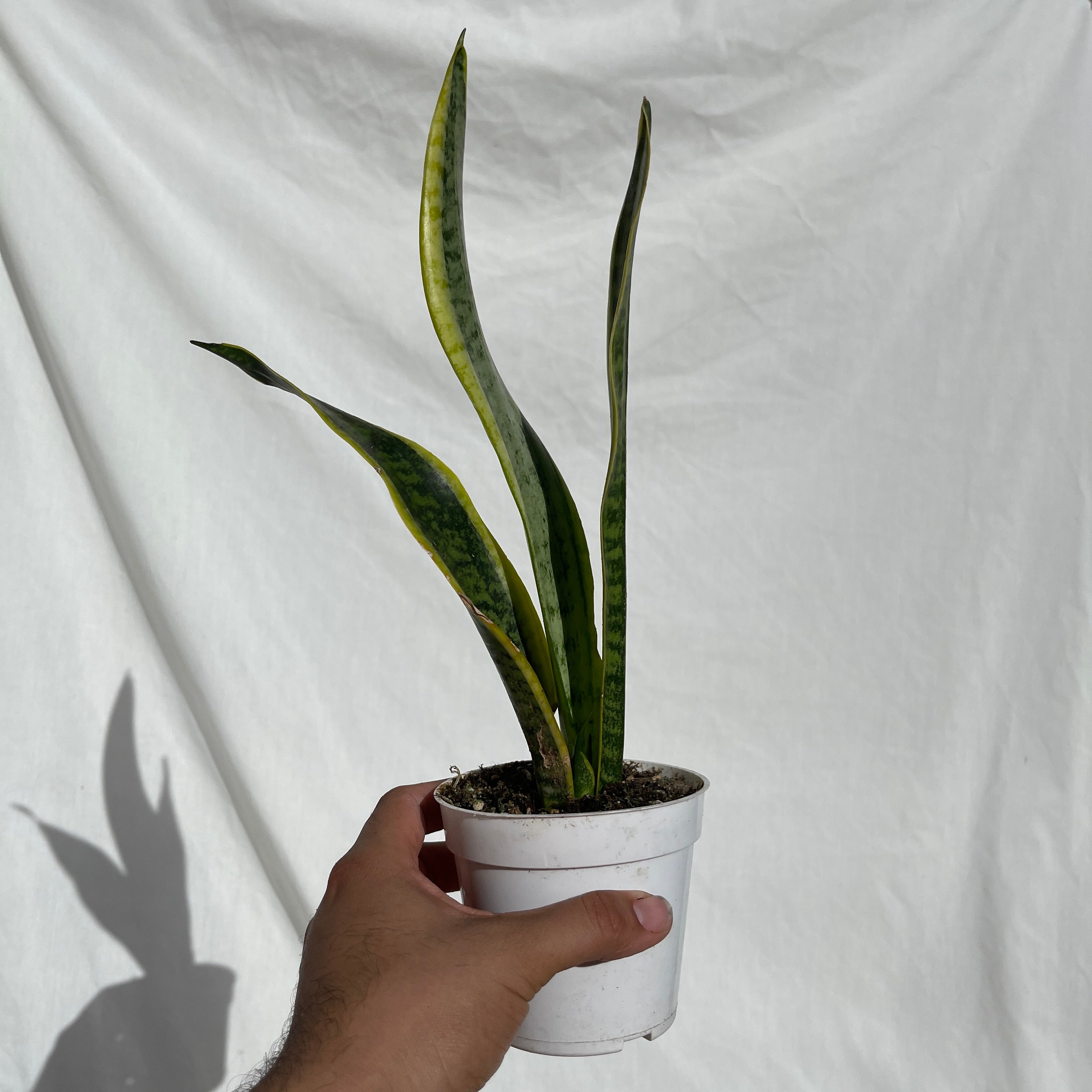 Laurentii Snake Plant 4” Pot