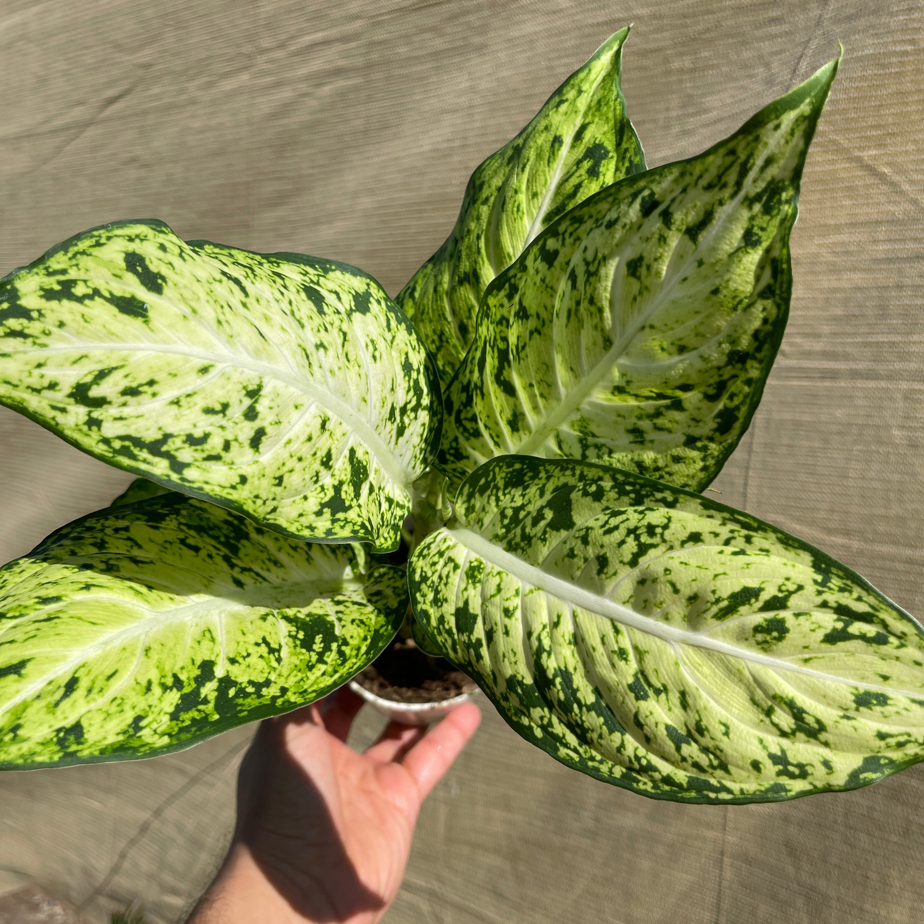 Dieffenbachia Starbright 4" Pot