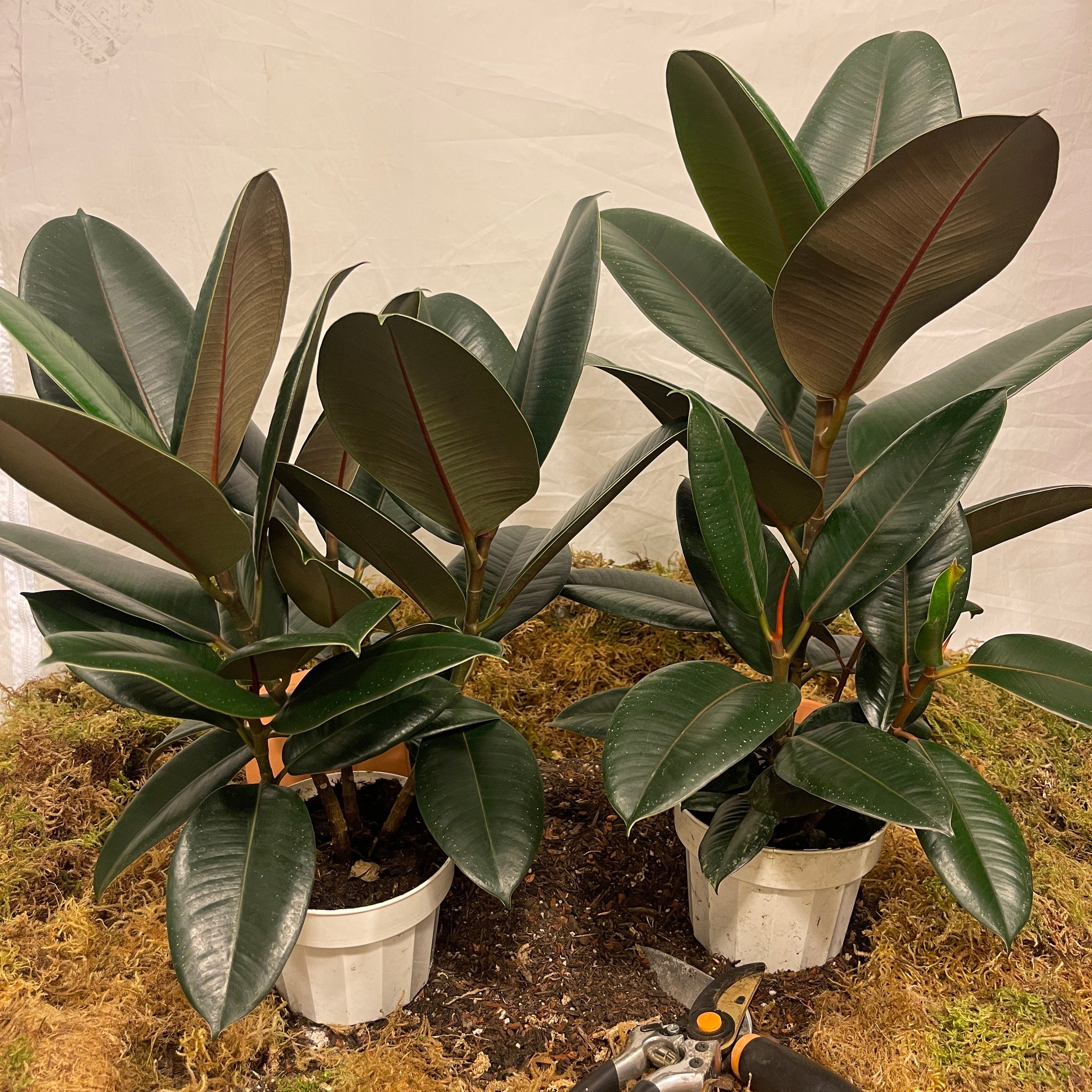 Burgundy Rubber Tree 6" Pot