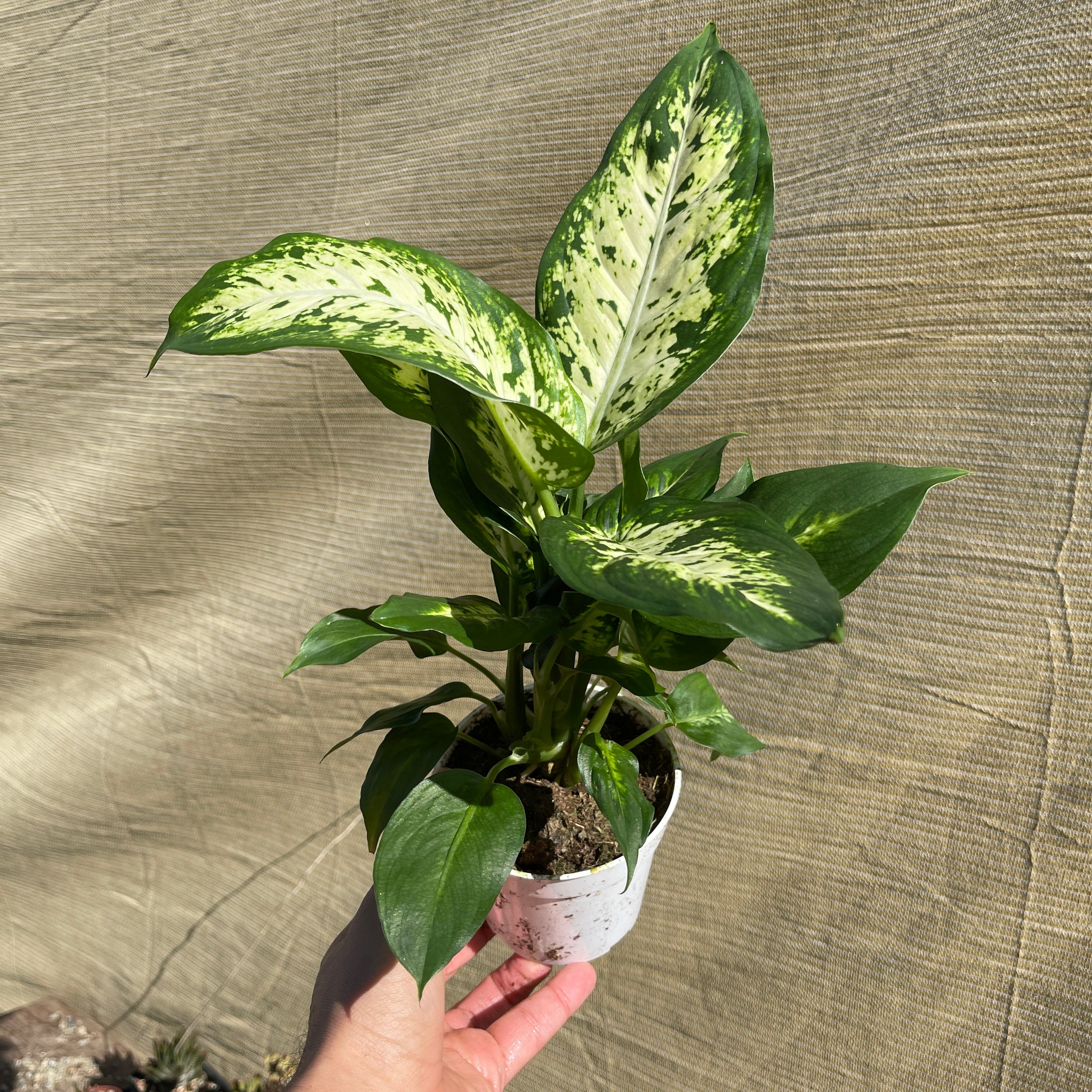 Dieffenbachia ‘Seguine’ 4" Pot