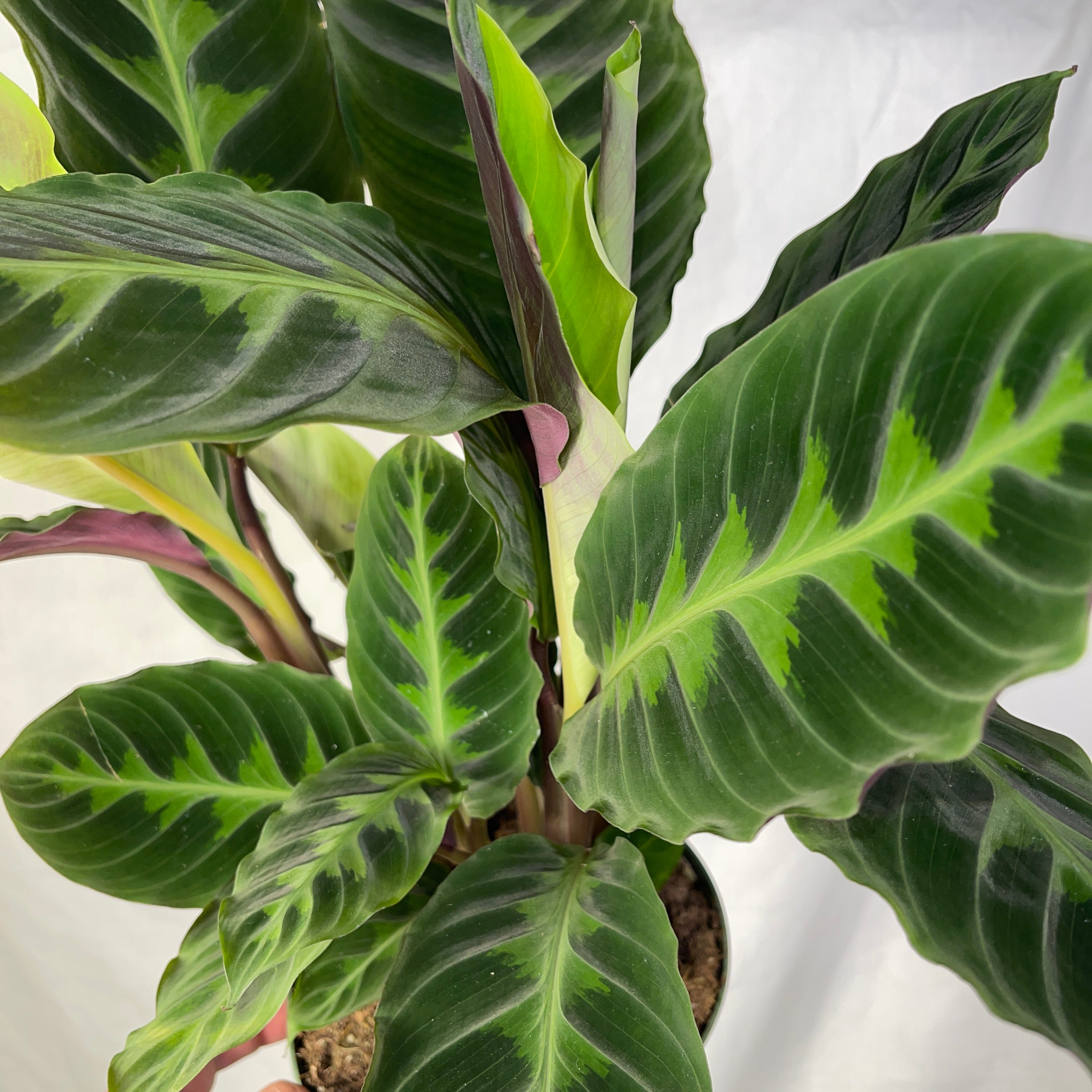 Jungle Velvet Calathea 6” Pot