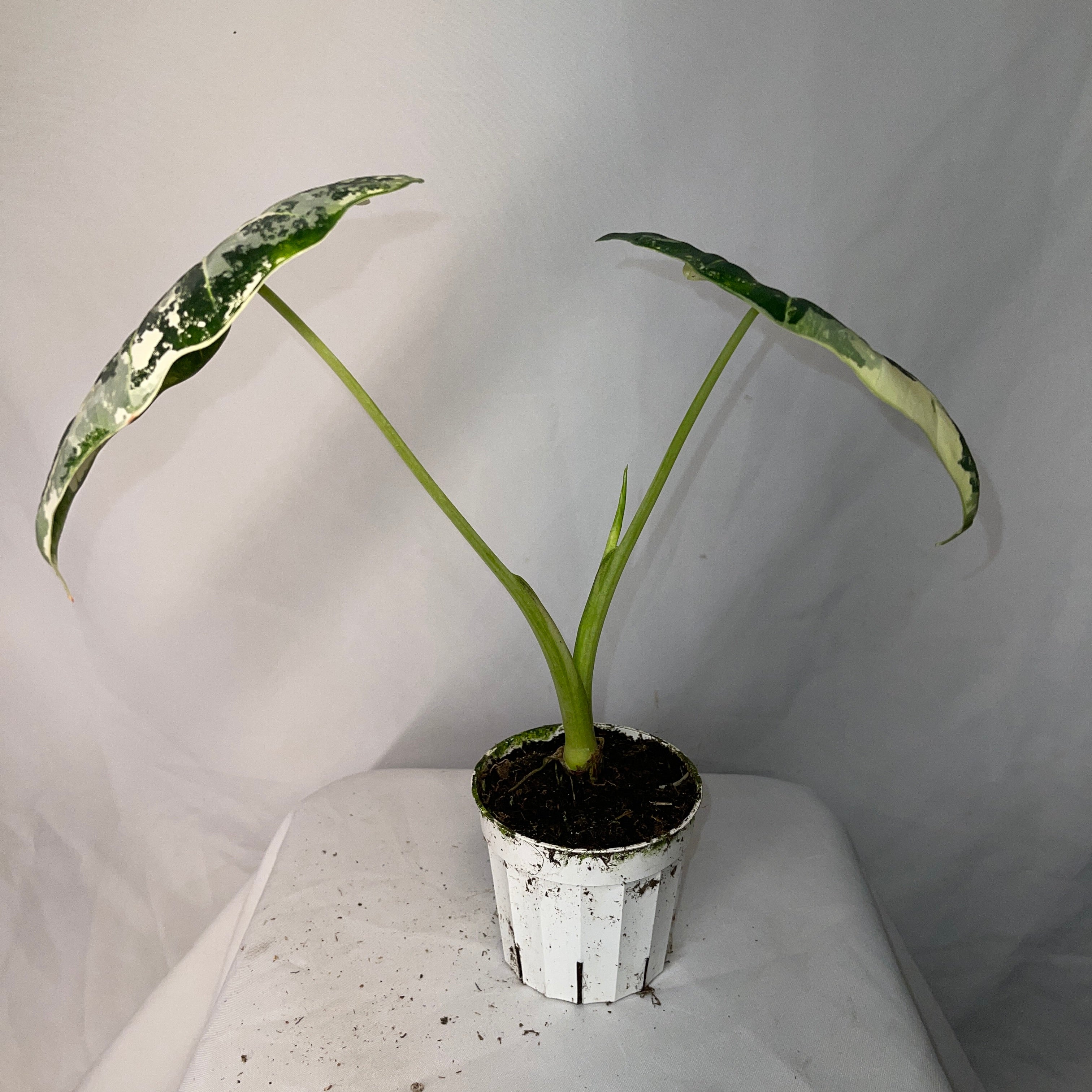 Variegated Frydek Alocasia 4" Pot