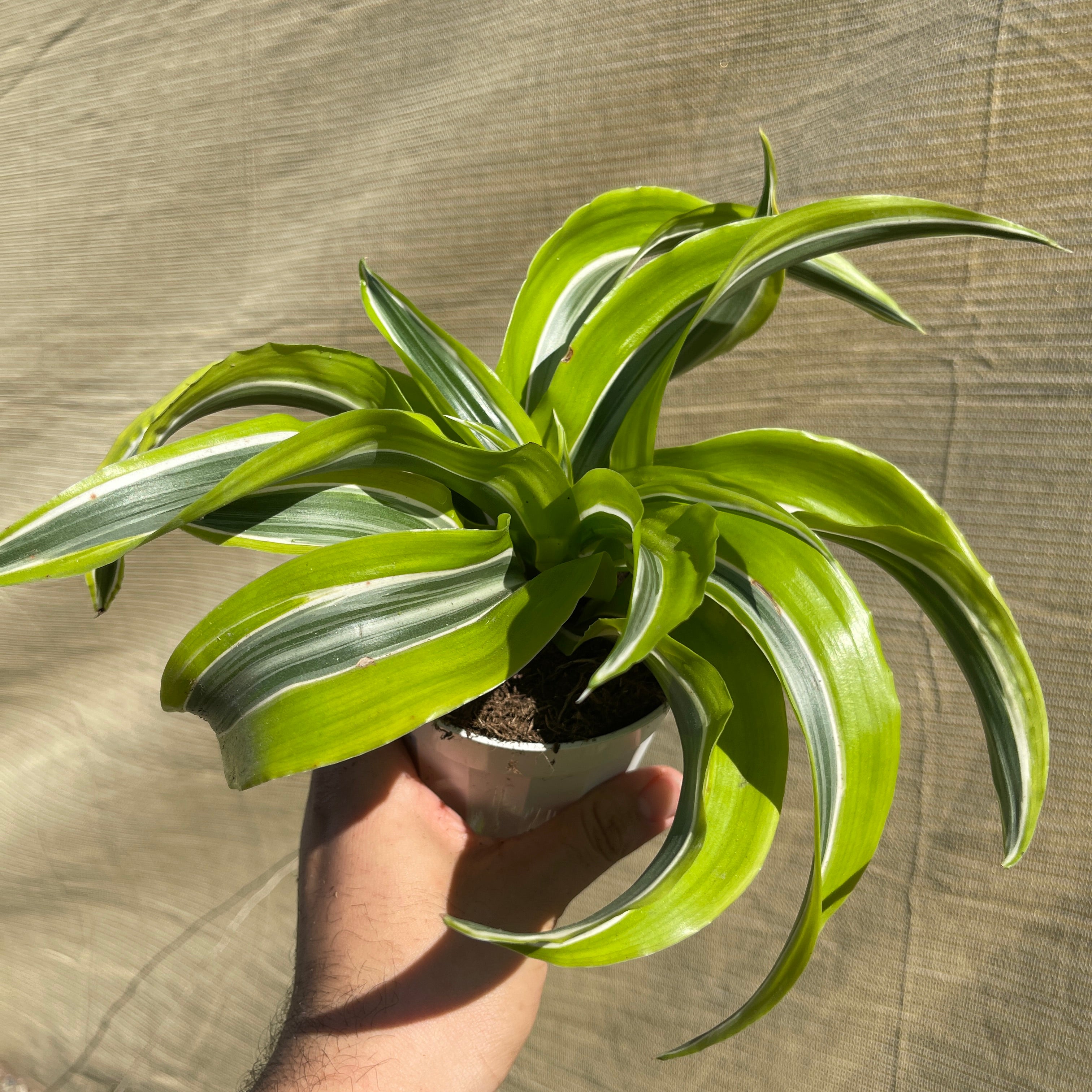 Dracaena Lemon Lime Twist