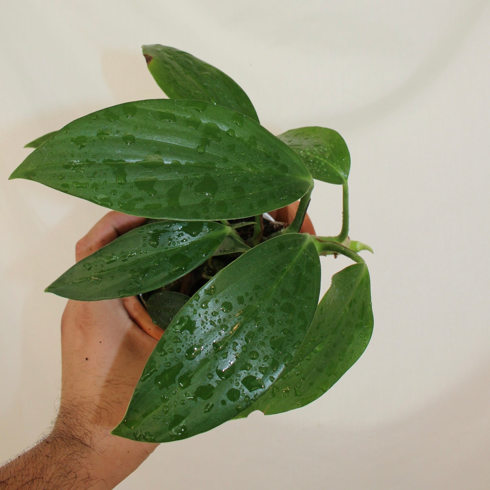 Dragon’s Tail Philodendron 4” Pot