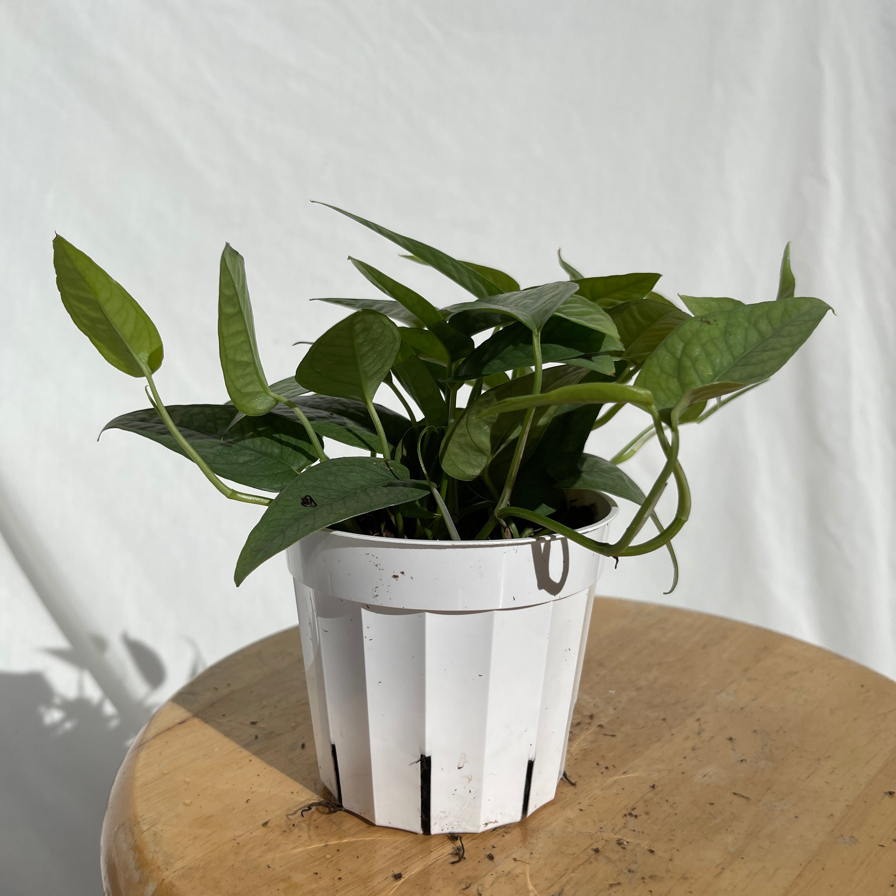 Cebu Blue Pothos 4" Pot