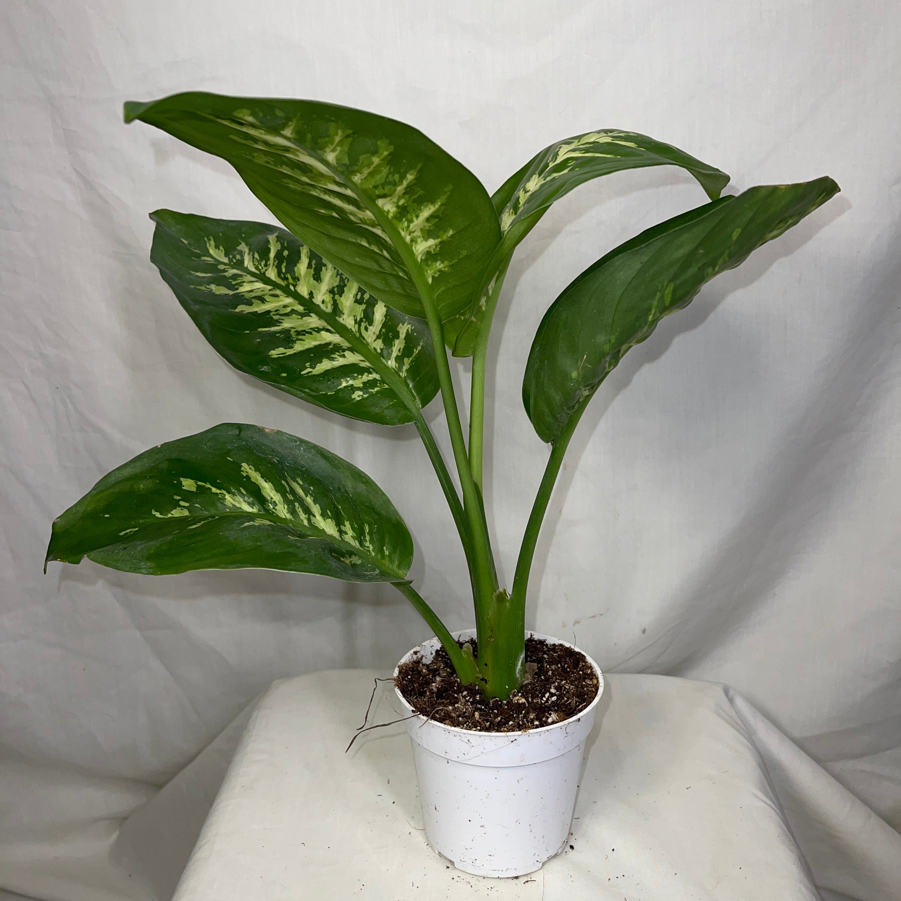 Dieffenbachia ‘Tropic Snow’ 4" Pot