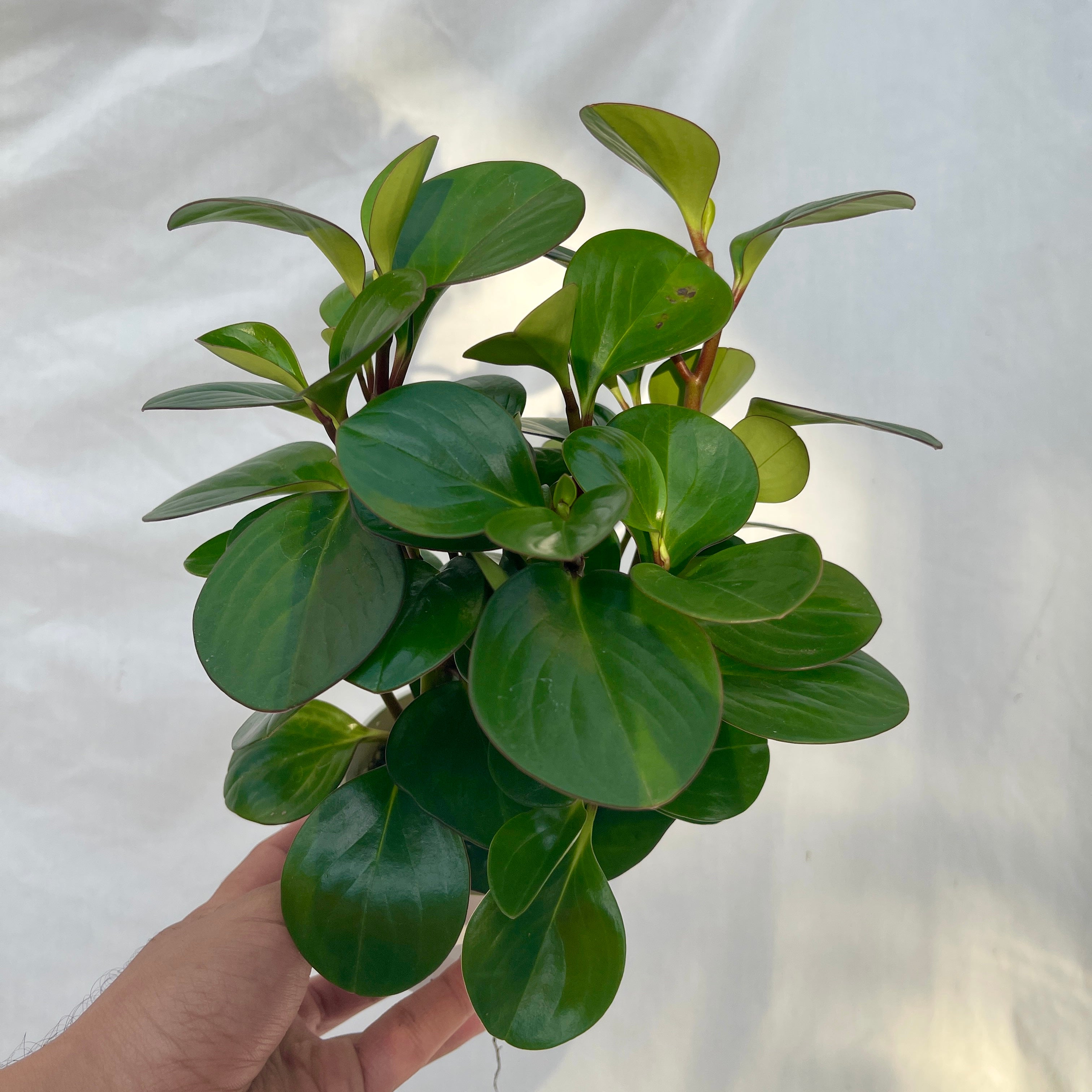 Green Obtusifolia Peperomia - 4" Pot