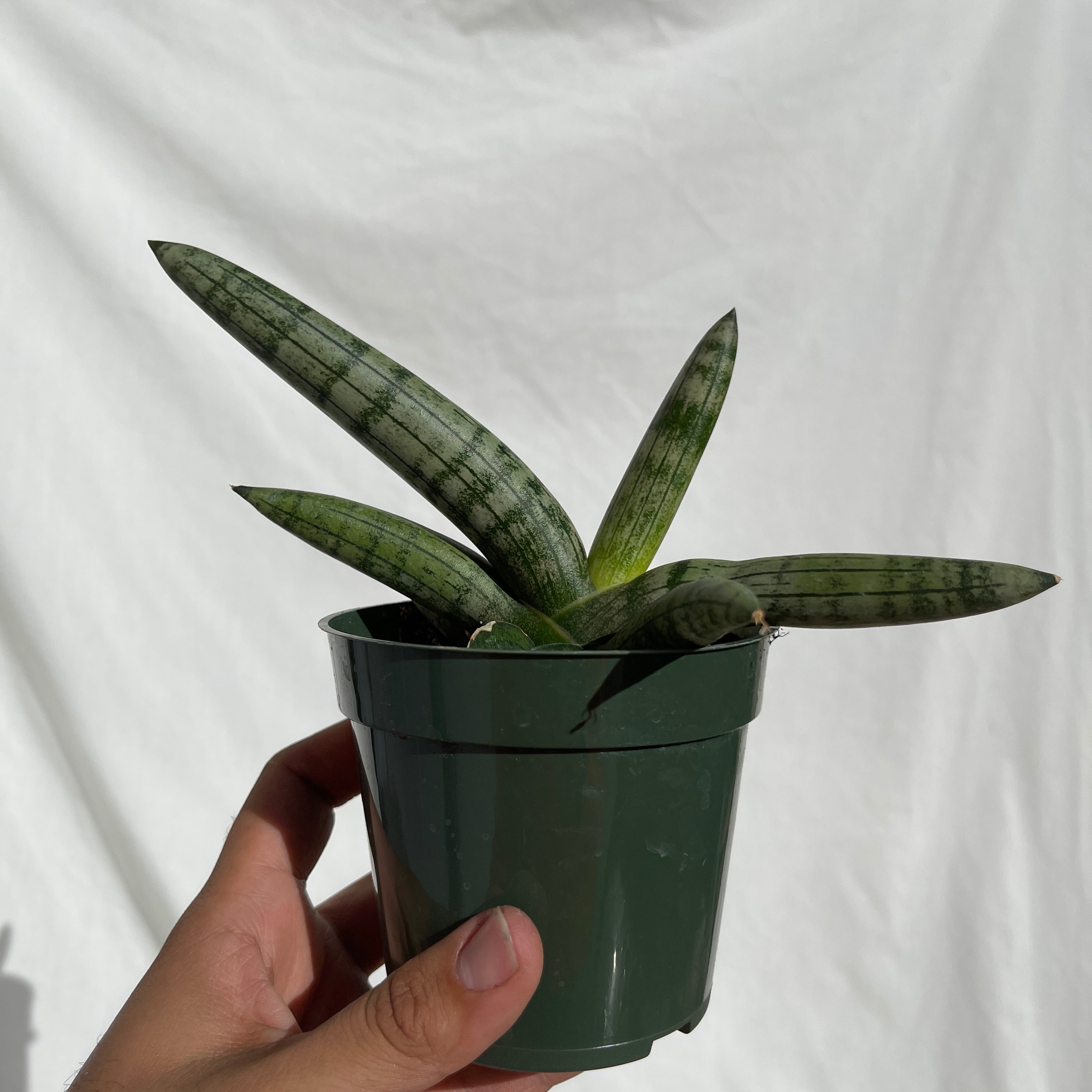 Cylindrica Snake Plant 4” Pot