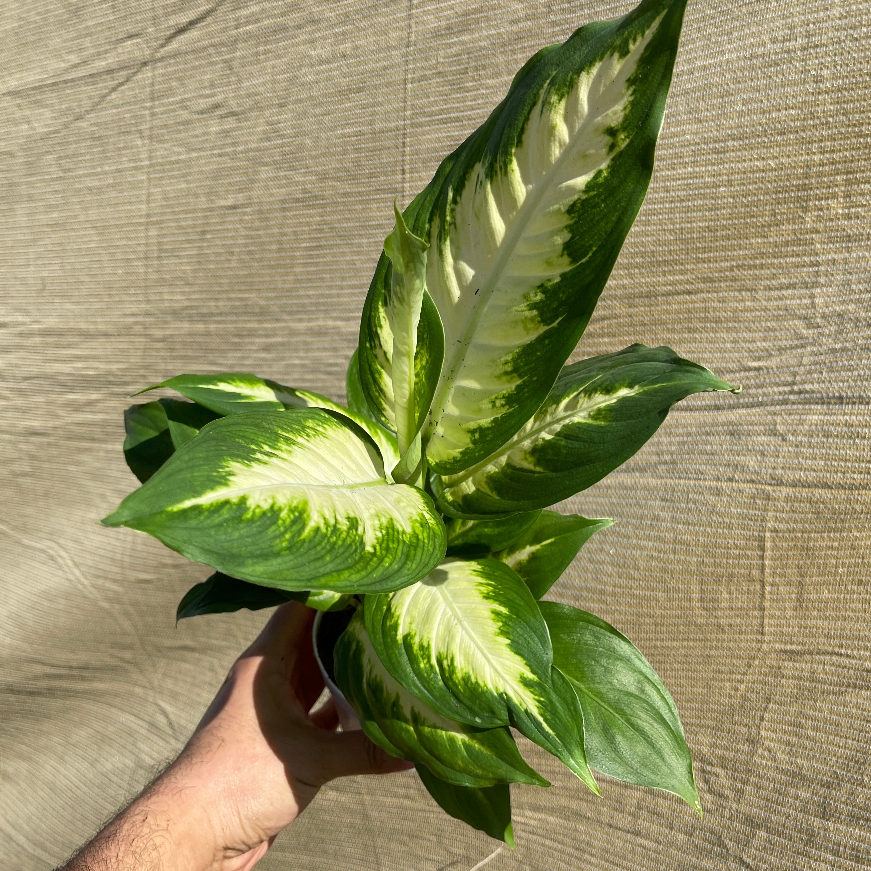 Dieffenbachia ‘Camille’ 4" Pot