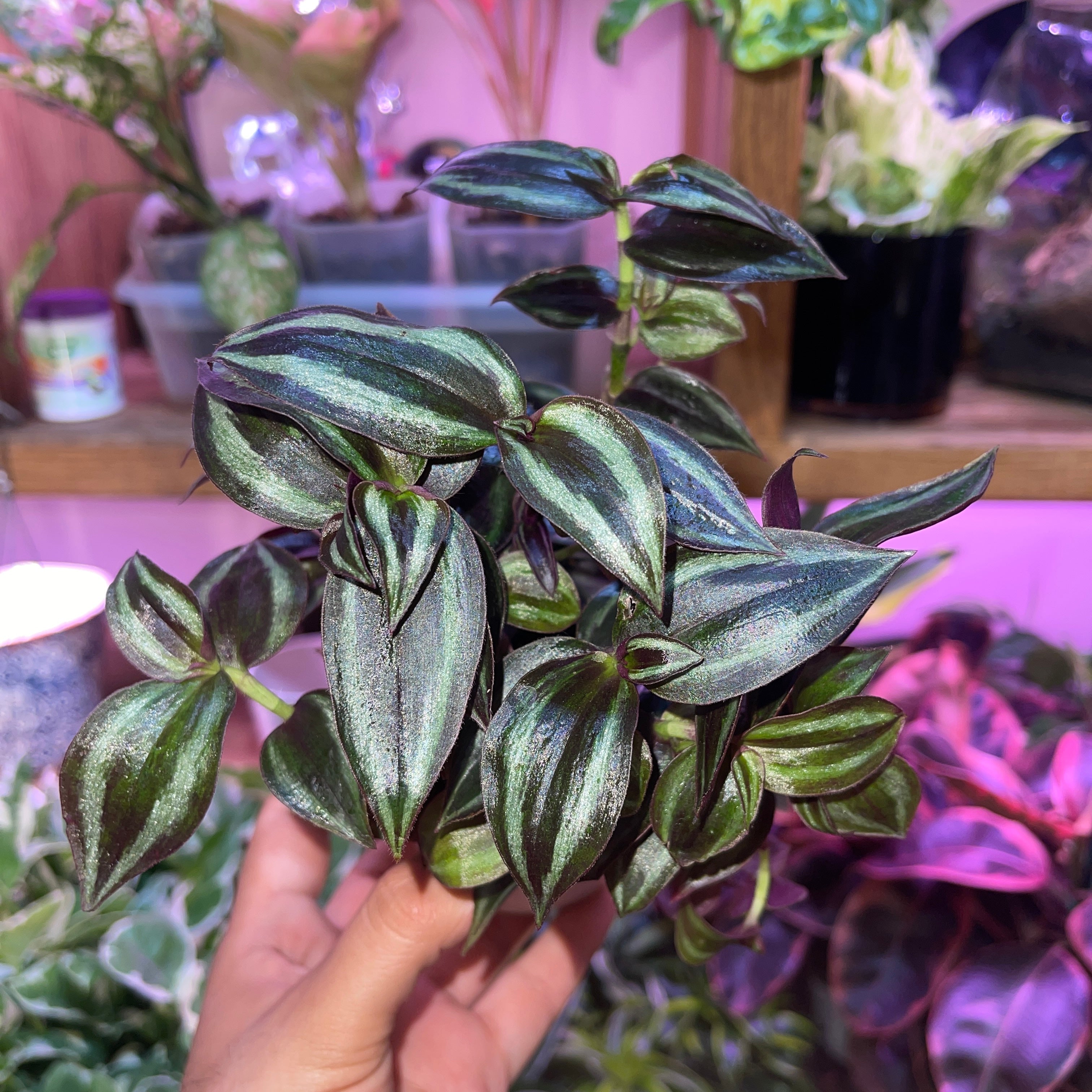 Tradescantia Burgundy 4” Pot
