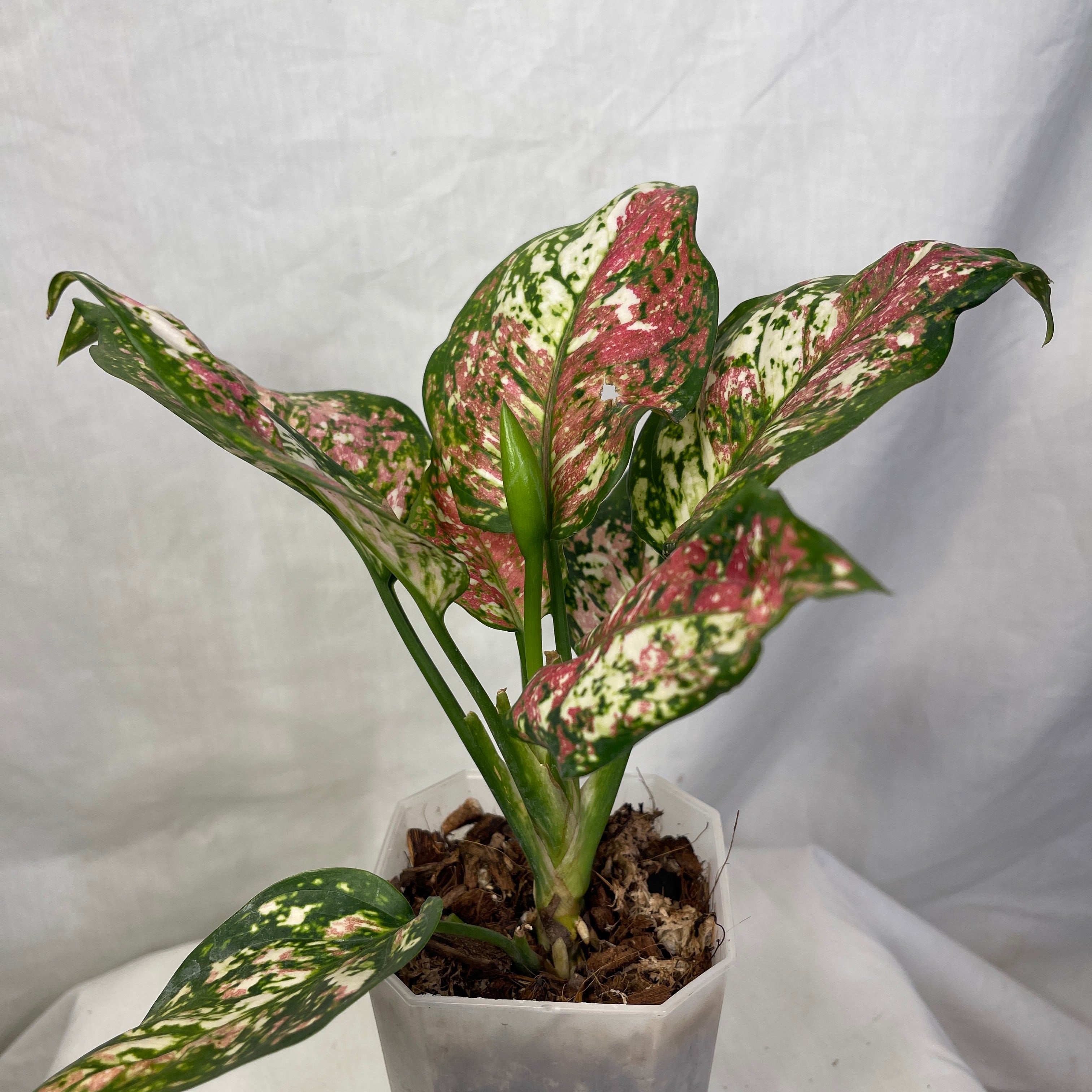 Tri-Color Aglaonema 4"