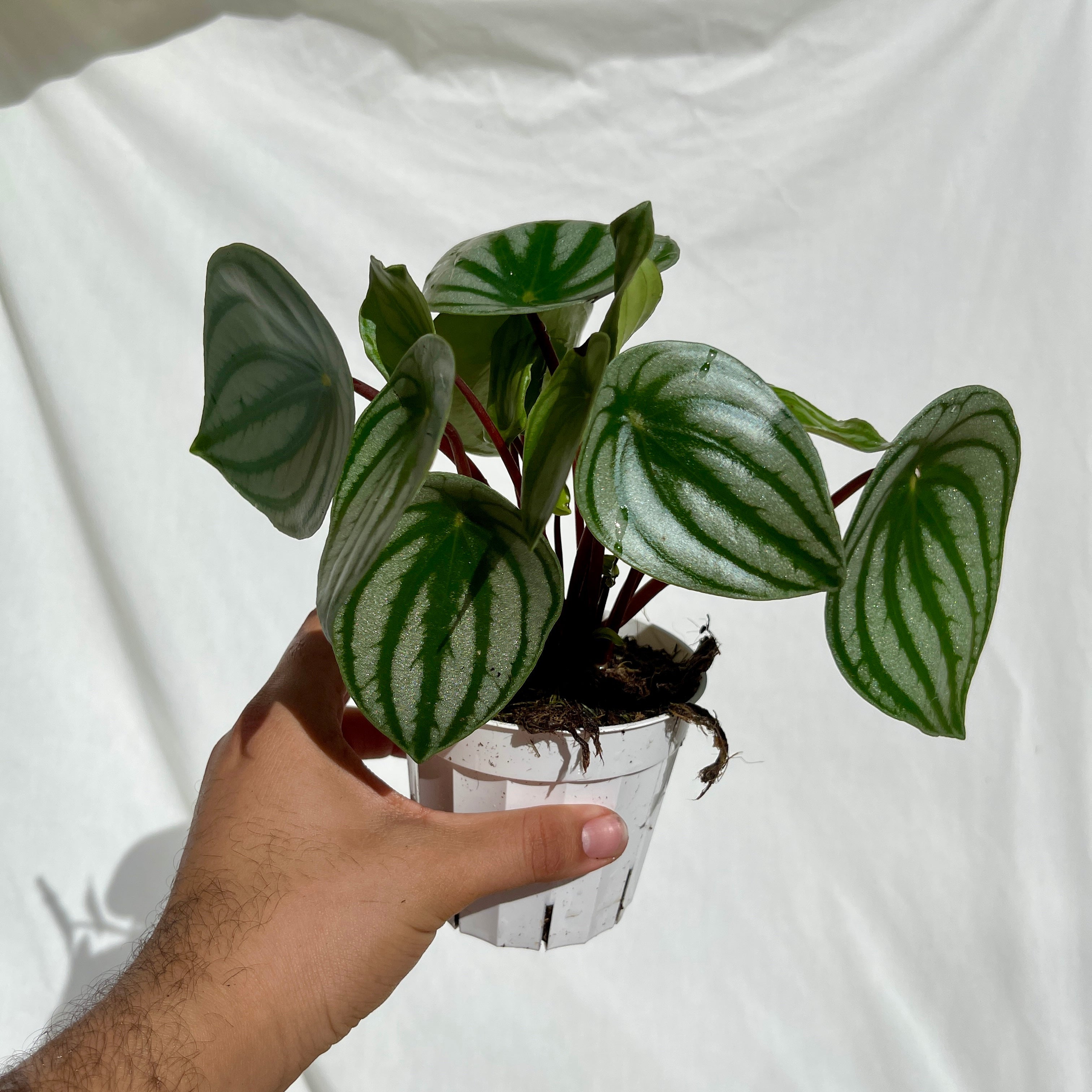 Watermelon Peperomia - 4" Pot m