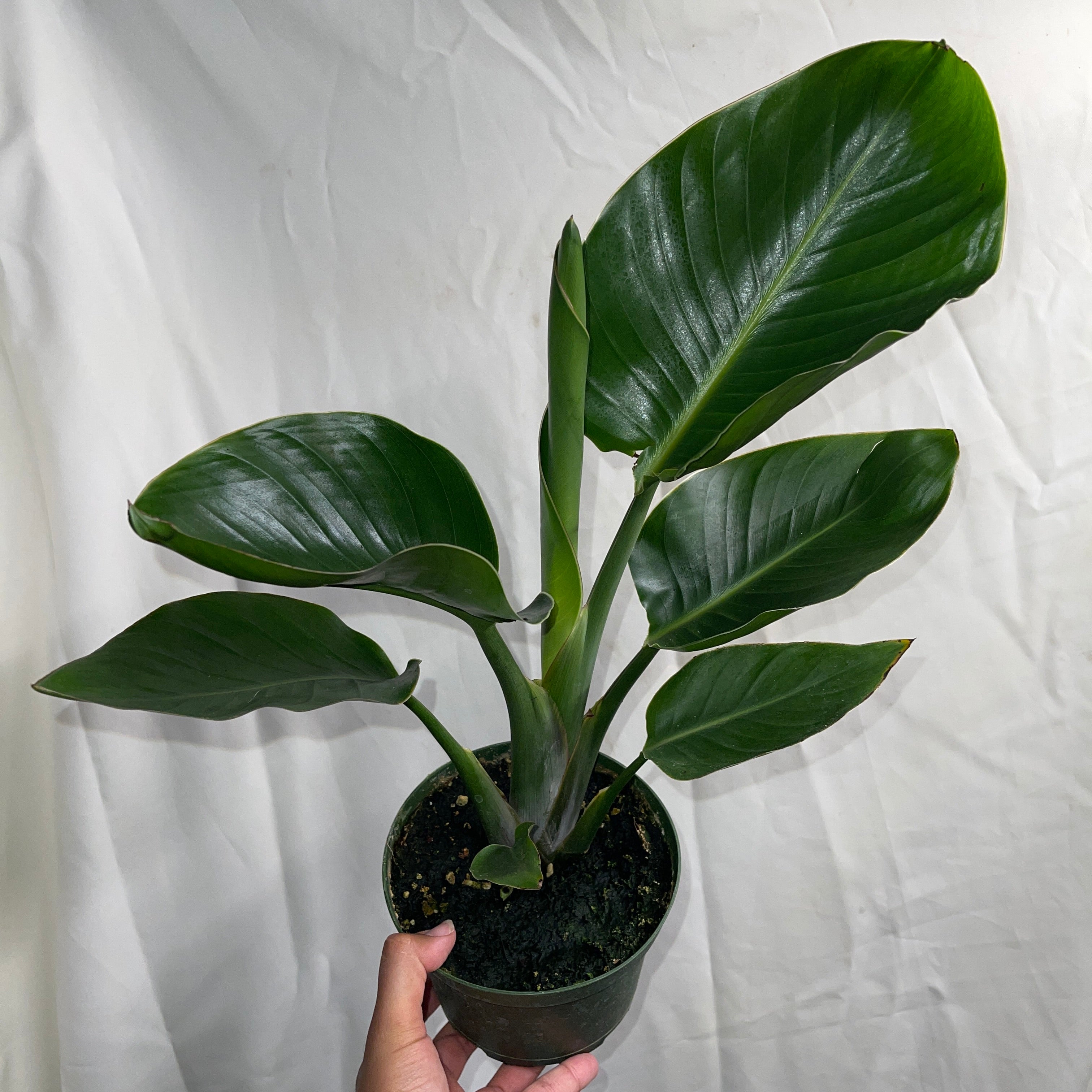 Bird of Paradise 6” Pot