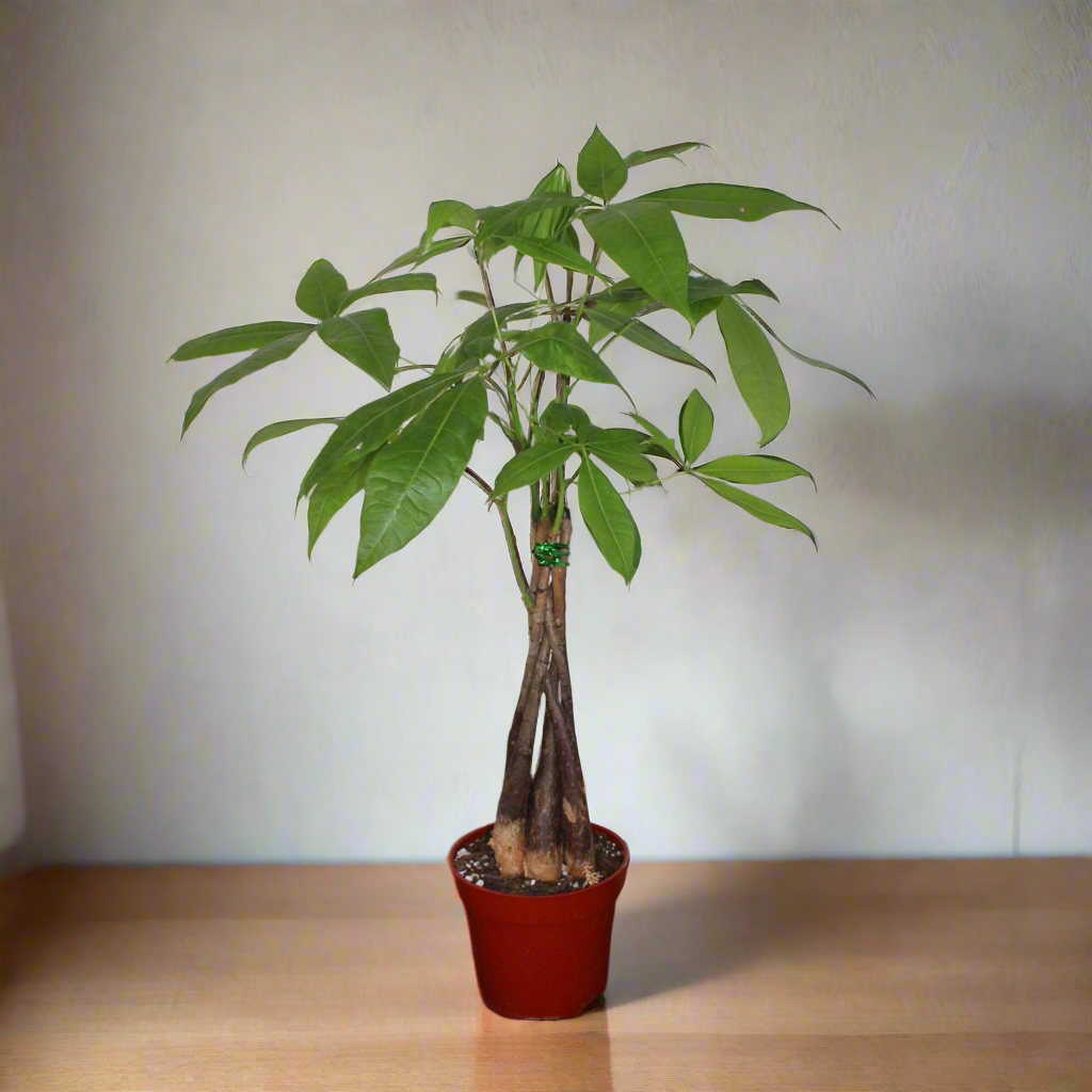 Money Tree  Plant - Pachira Aquatica 4” Pot