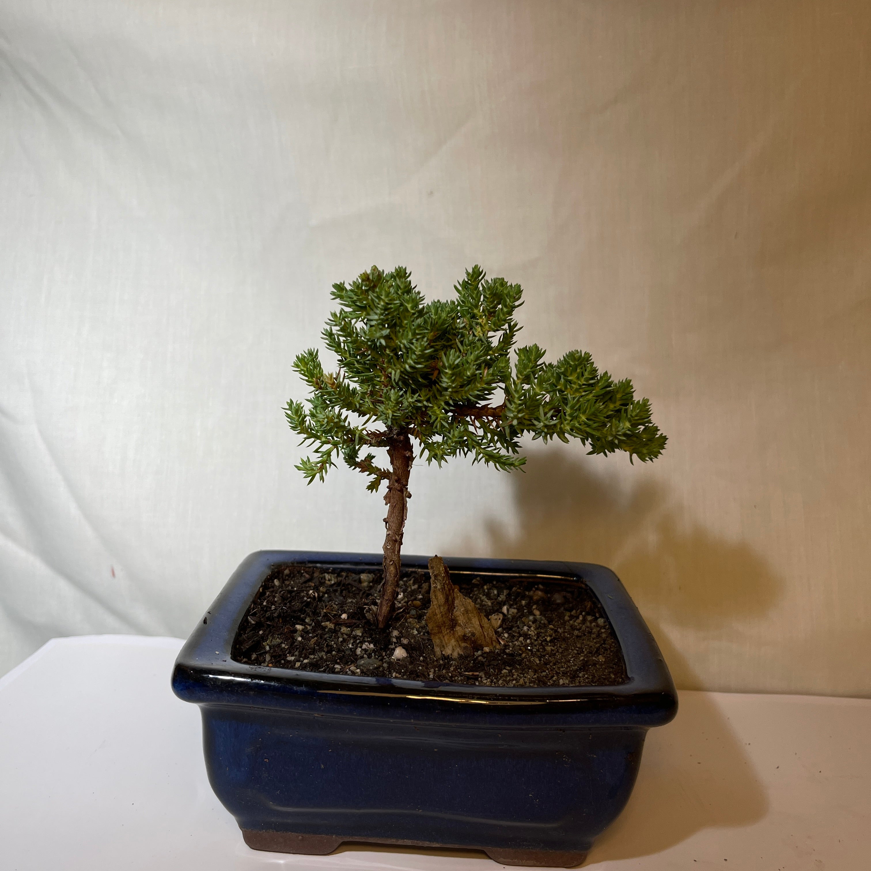 5” Dark Blue Ceramic Juniper Pine Bonsai