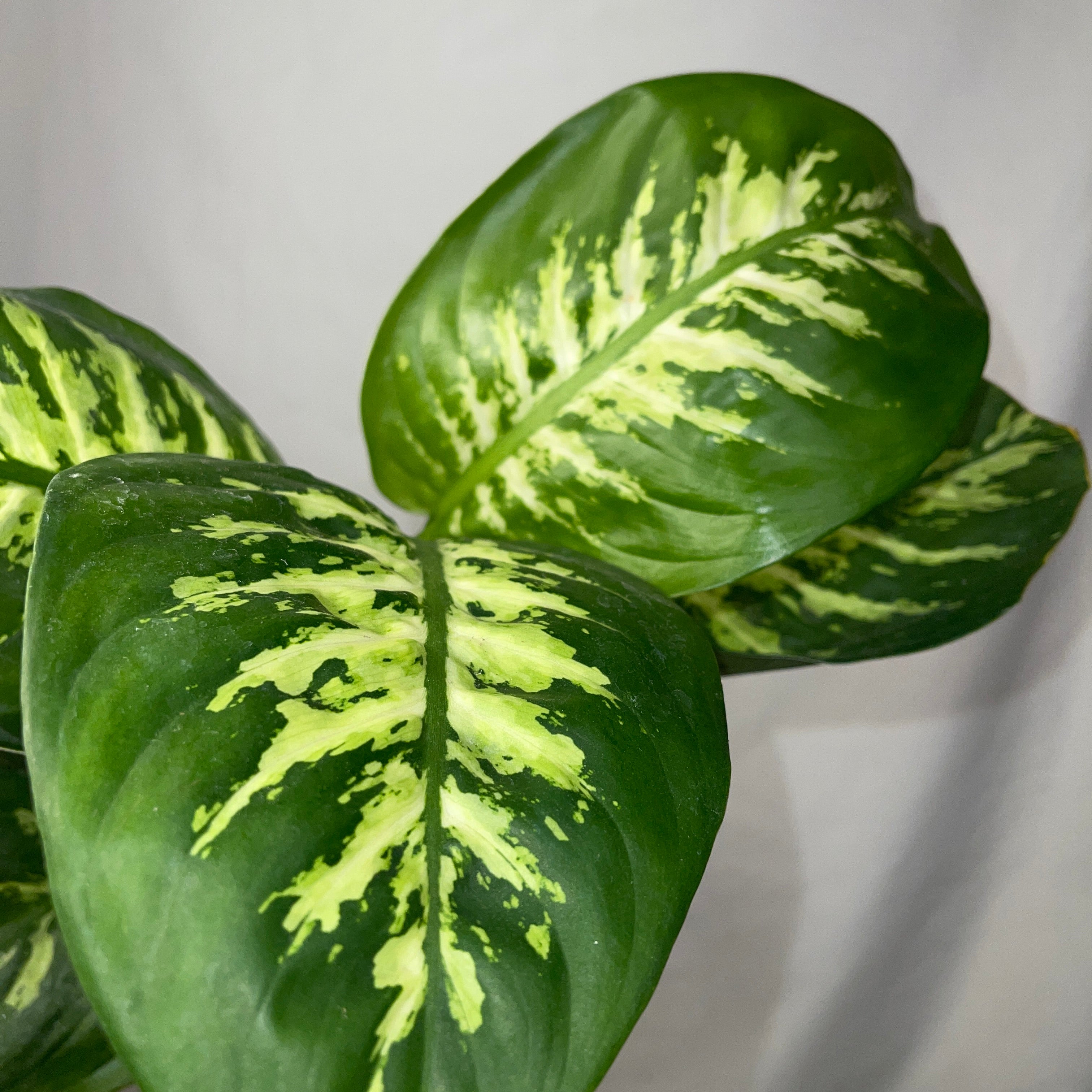 Dieffenbachia ‘Tropic Snow’ 4" Pot