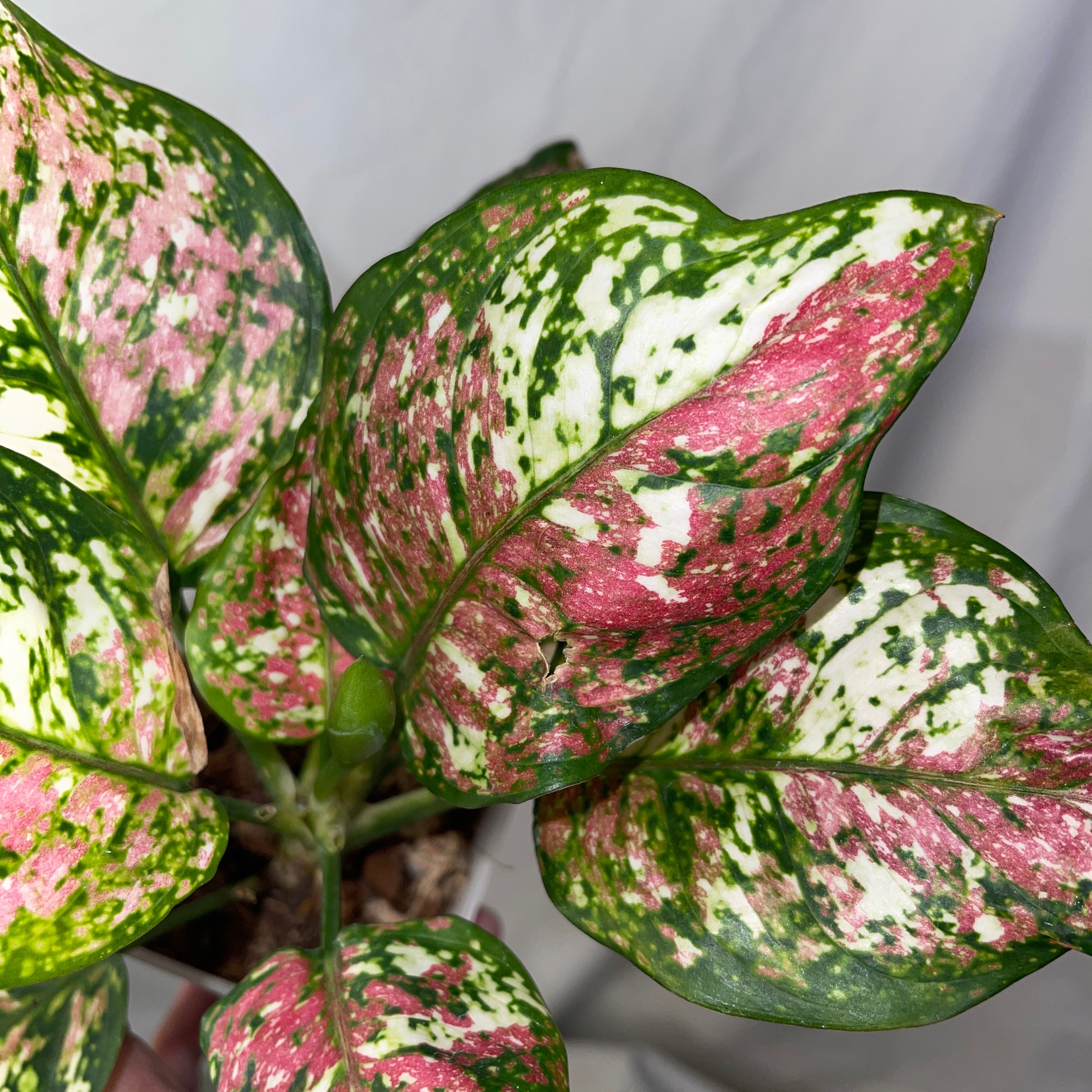 Tri-Color Aglaonema 4"
