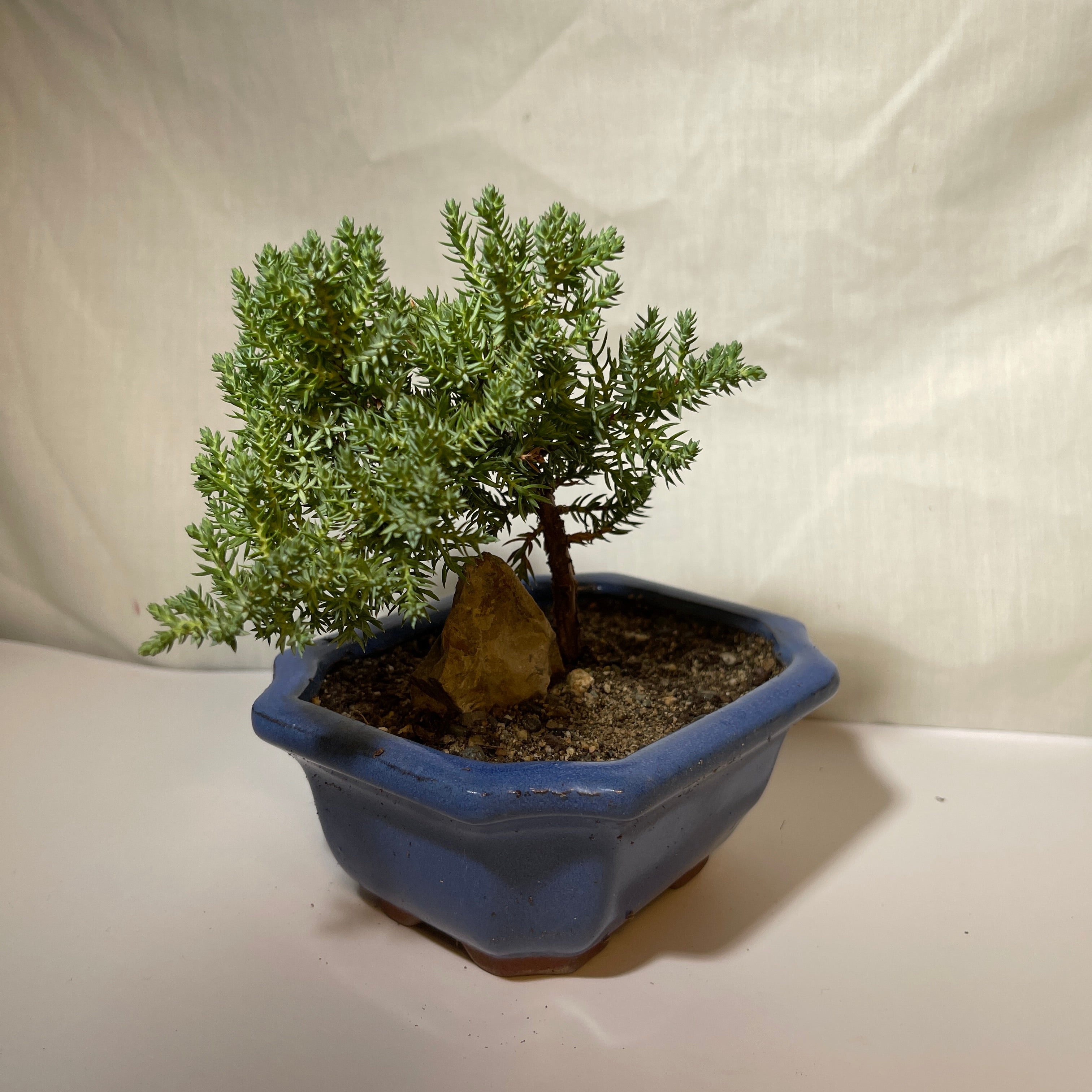 5” Light Blue Ceramic Juniper Pine Bonsai