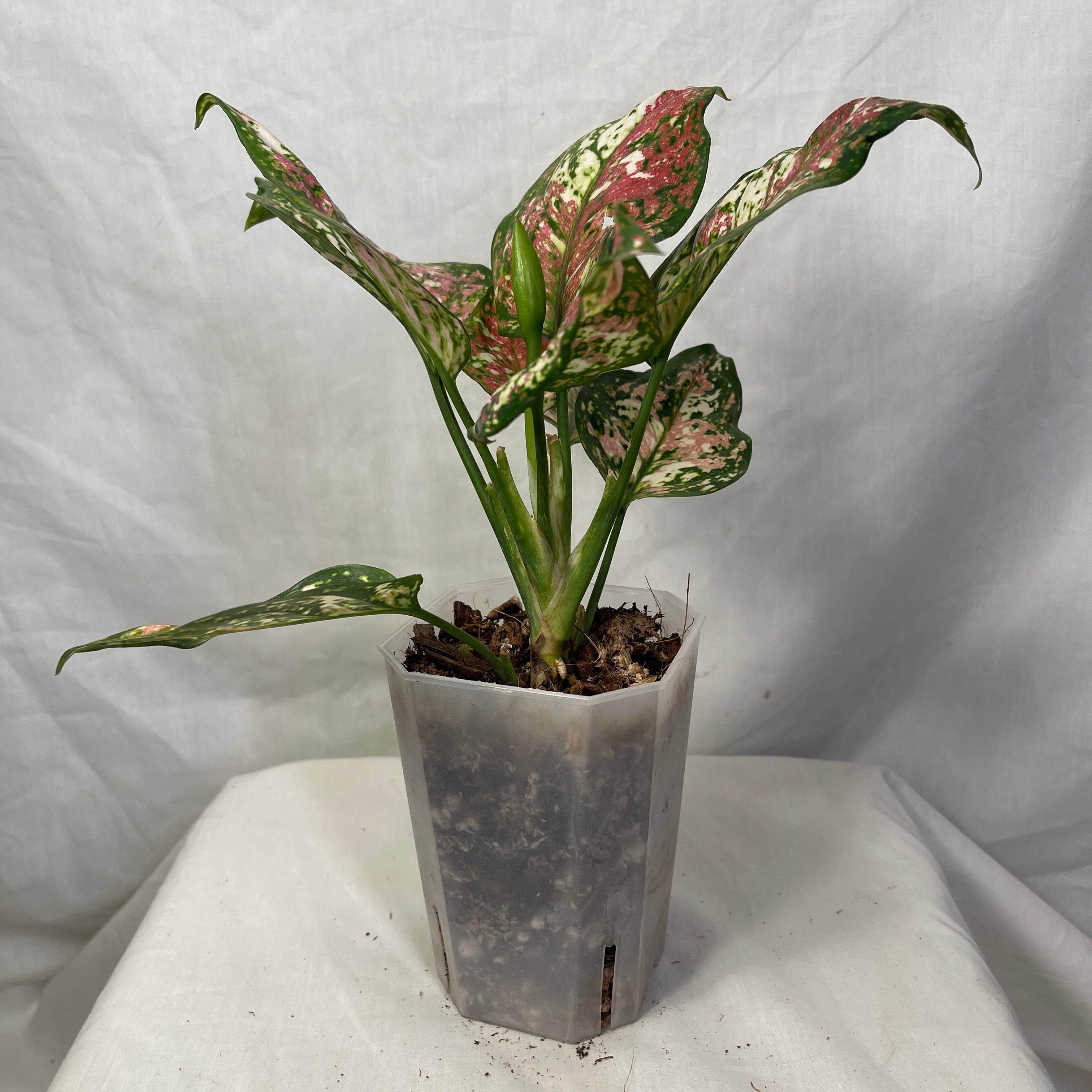 Tri-Color Aglaonema 4"