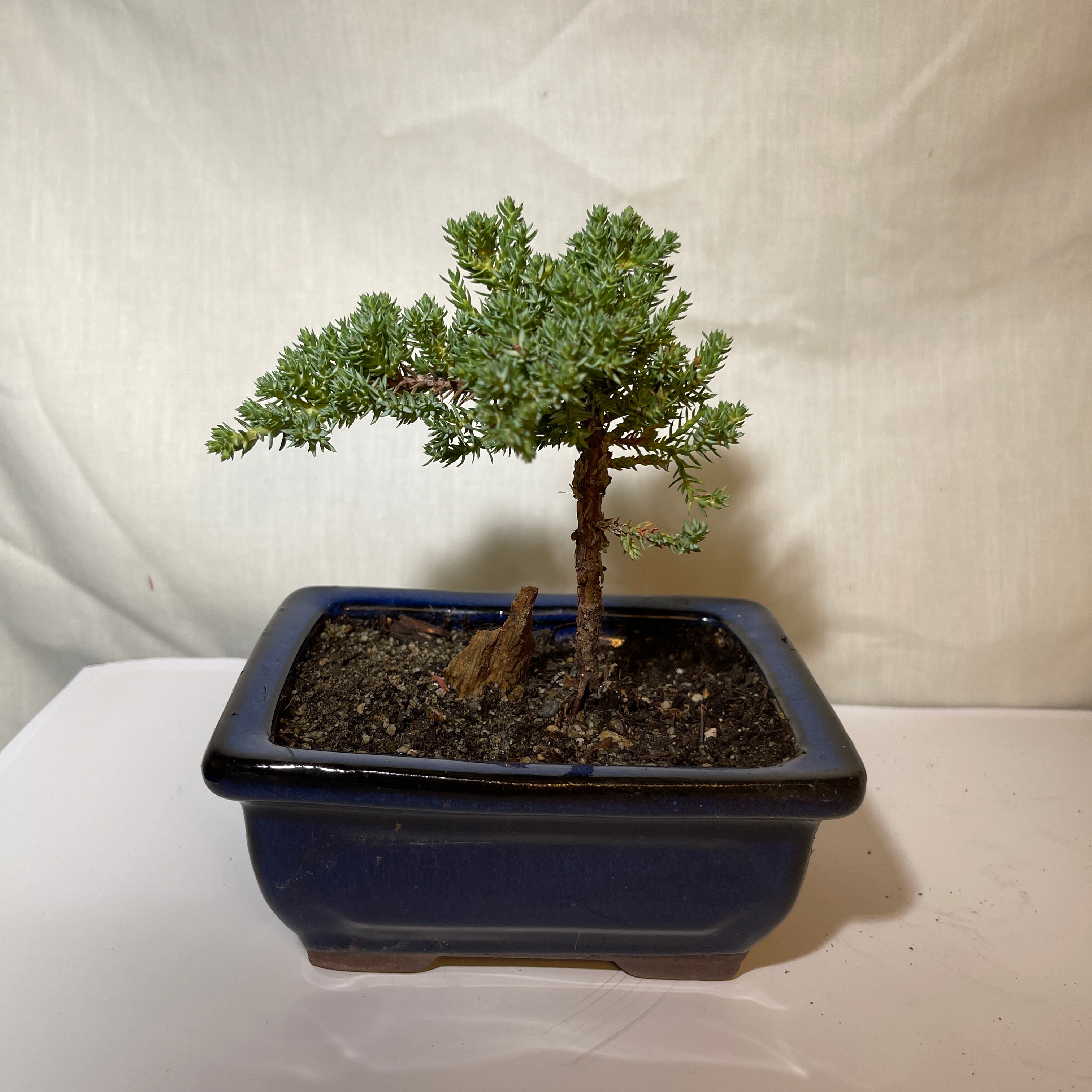 5” Dark Blue Ceramic Juniper Pine Bonsai