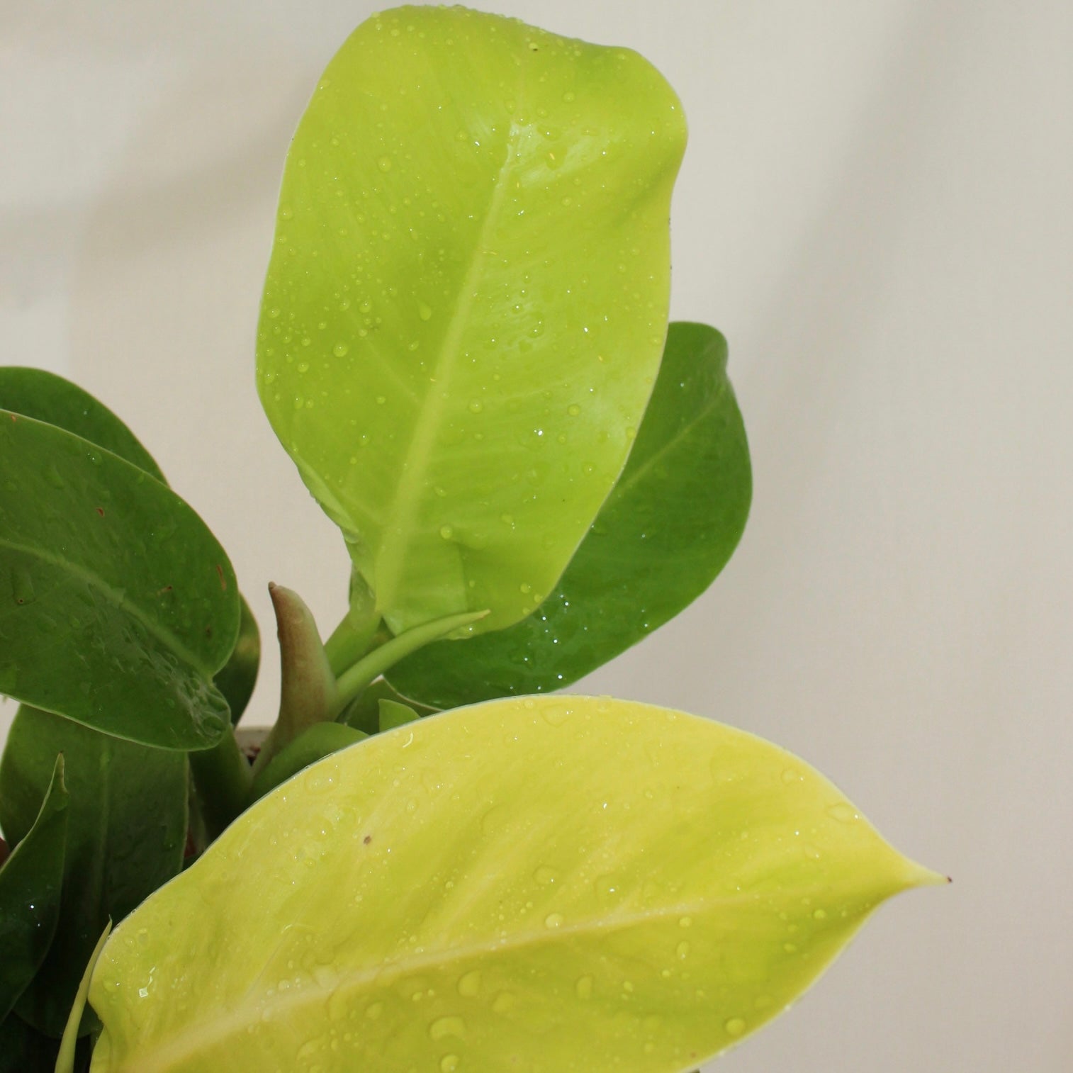 Golden Goddess Philodendron 4” Pot