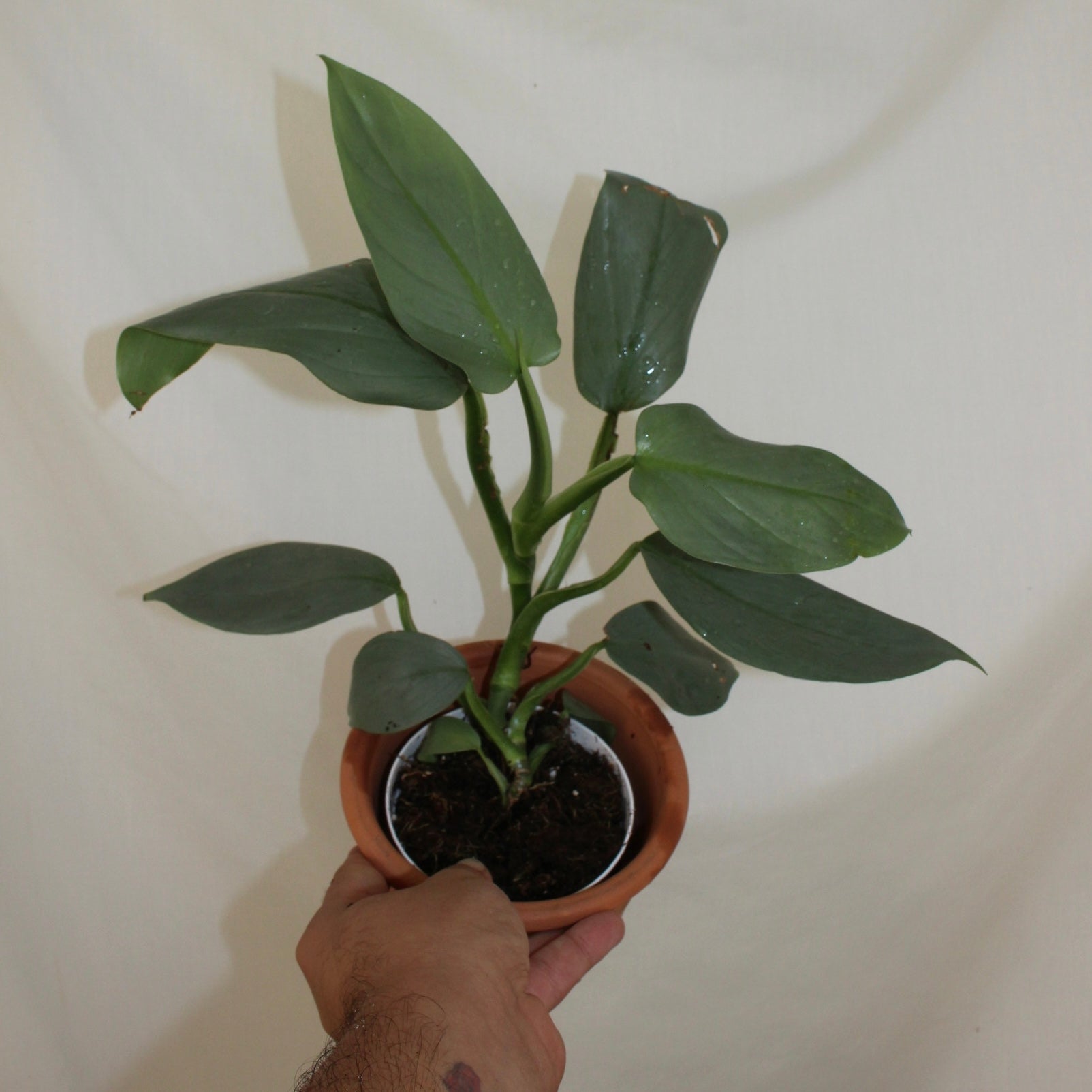 Silver Sword Philodendron 4” Pot