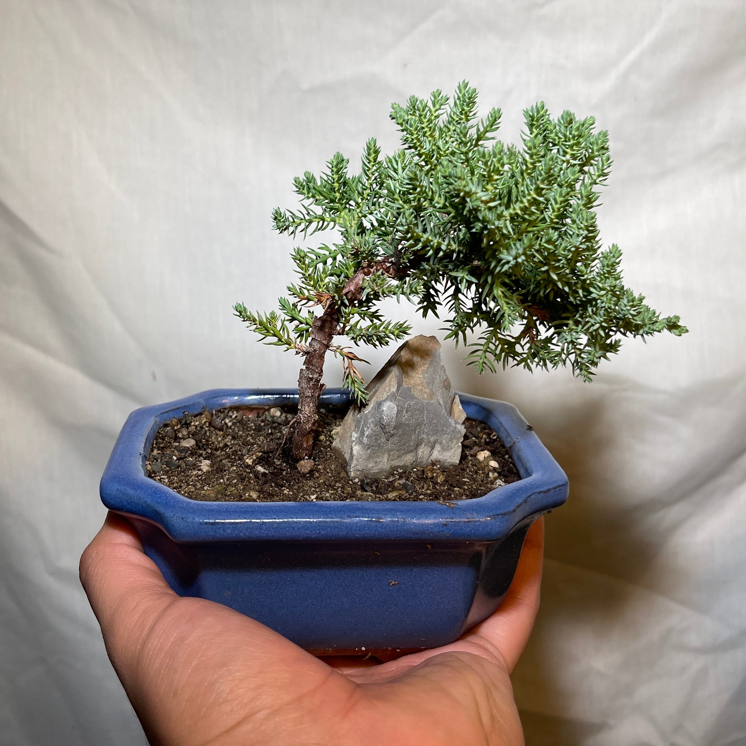 5” Light Blue Ceramic Juniper Pine Bonsai