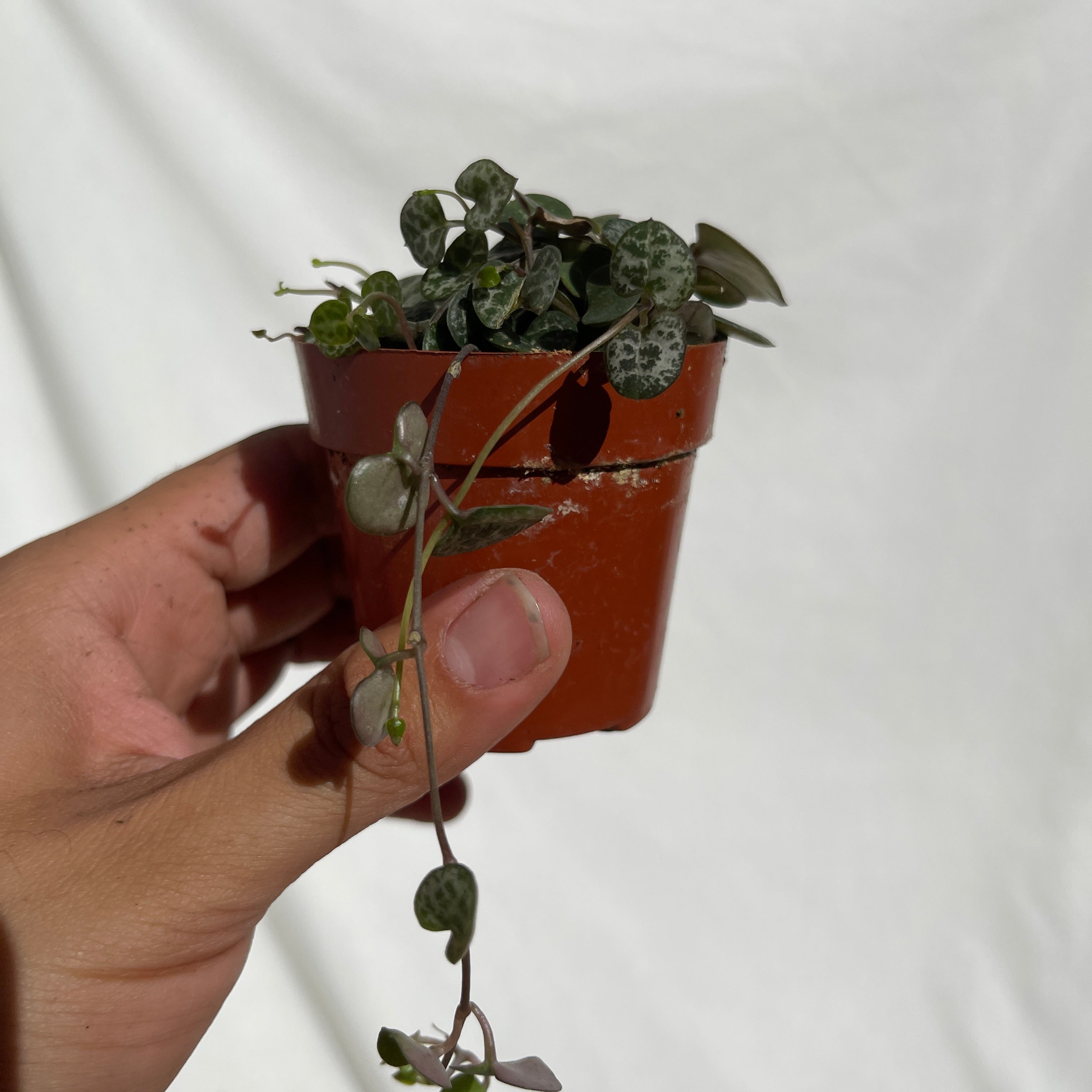 String Of Hearts 2" Pot