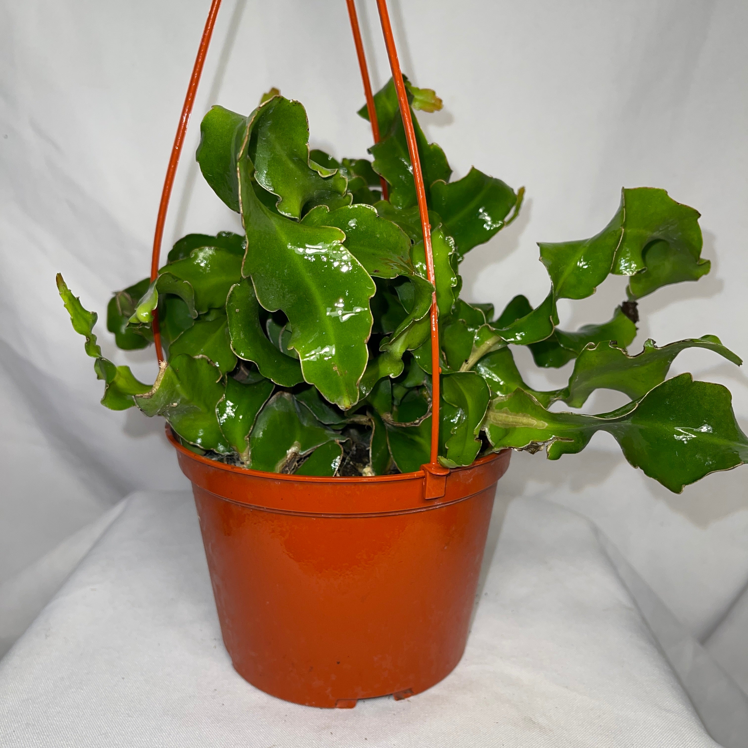 Epiphyllum Guatemalense ‘Monstrose’ Curly Sue Cactus 6” Pot