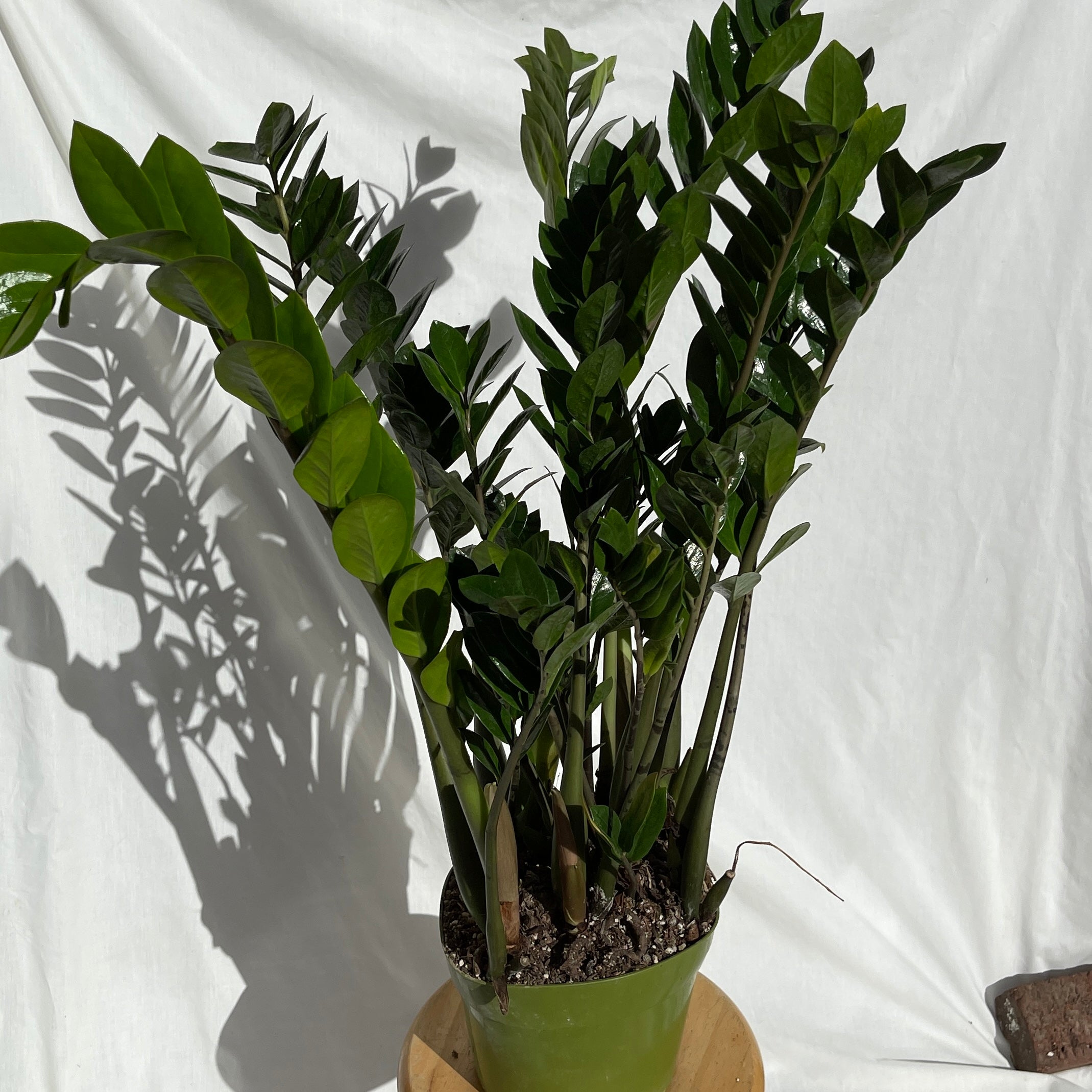 ZZ Plant 8” Pot