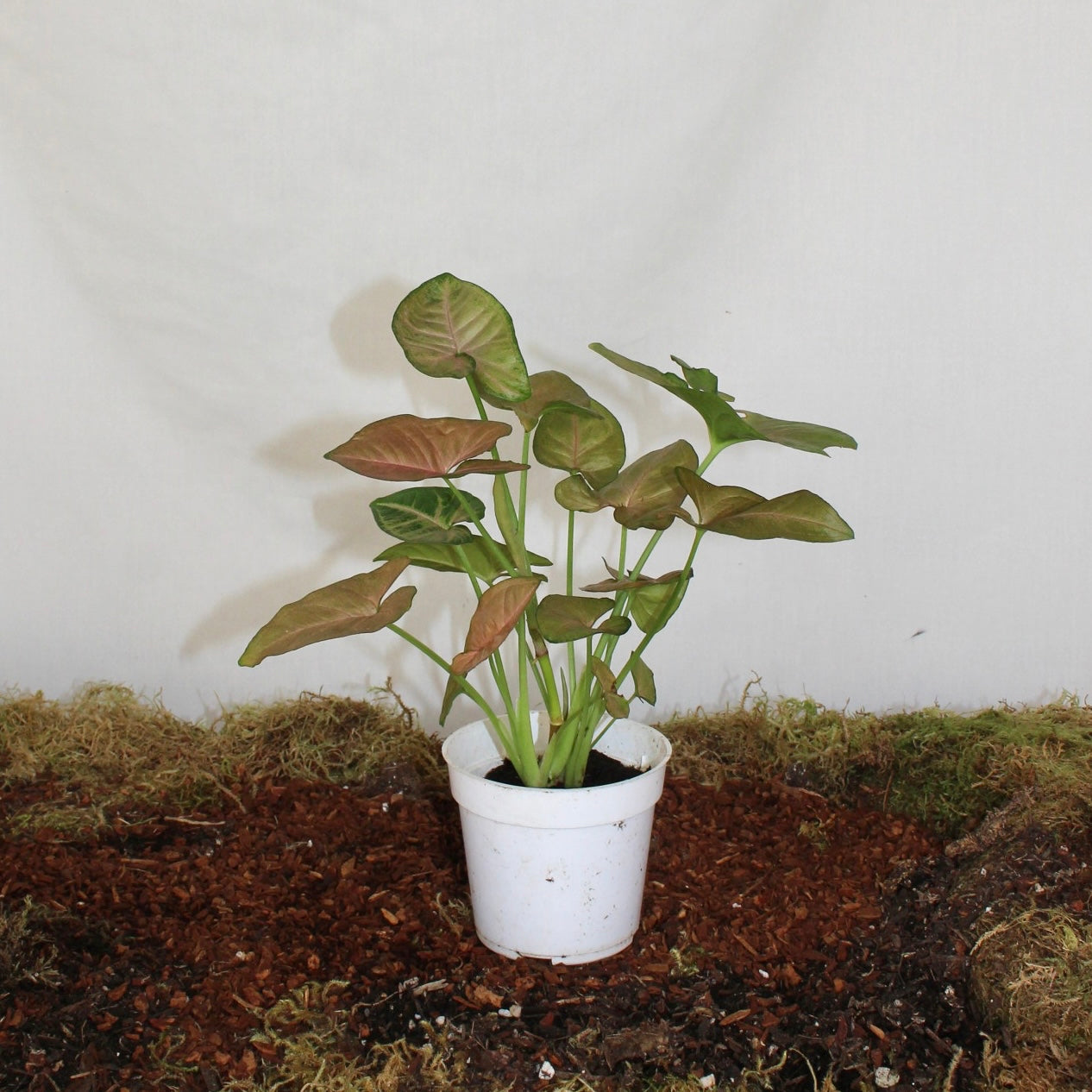 Neon Robusta Syngonium 4” Pot