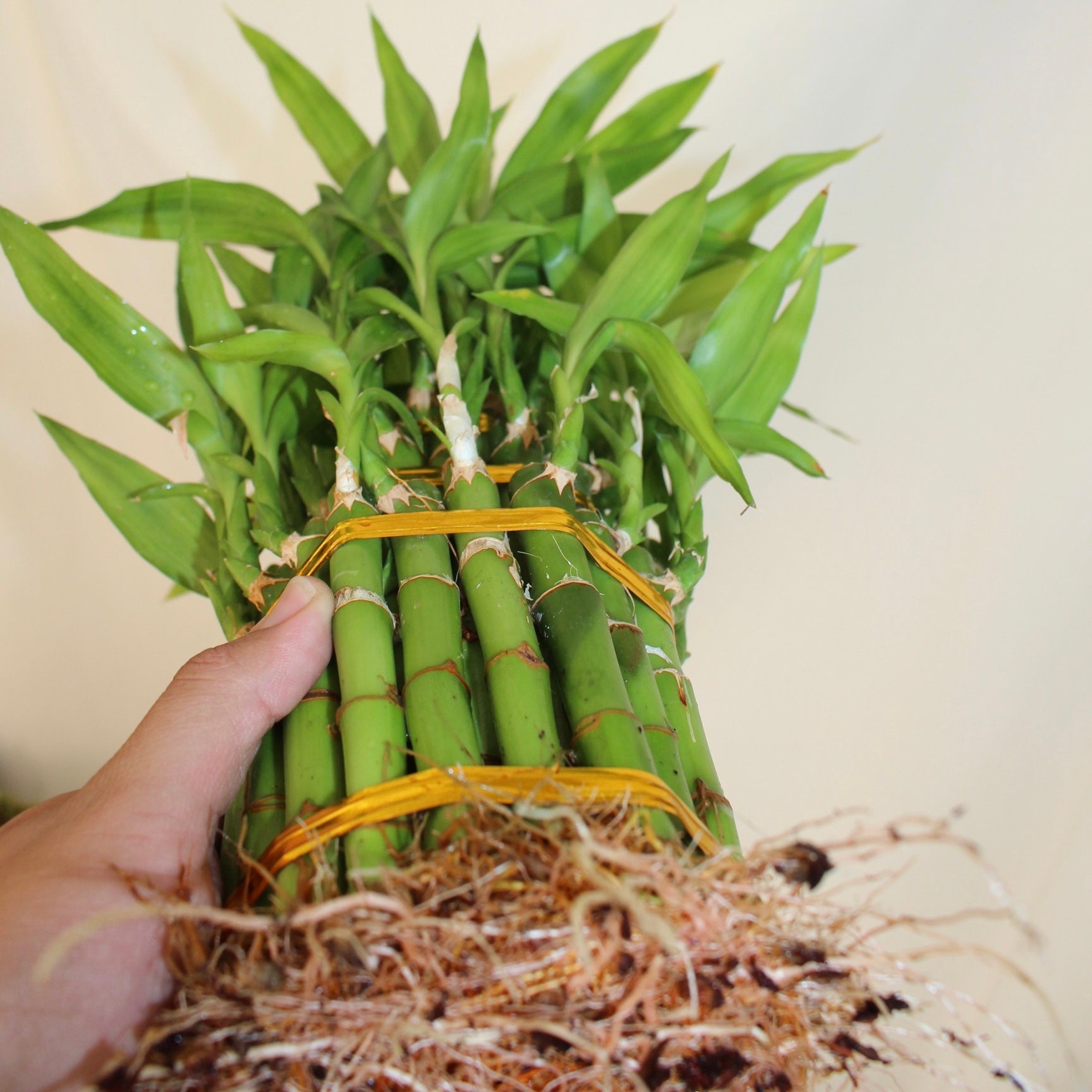 Lucky Bamboo Pyramid