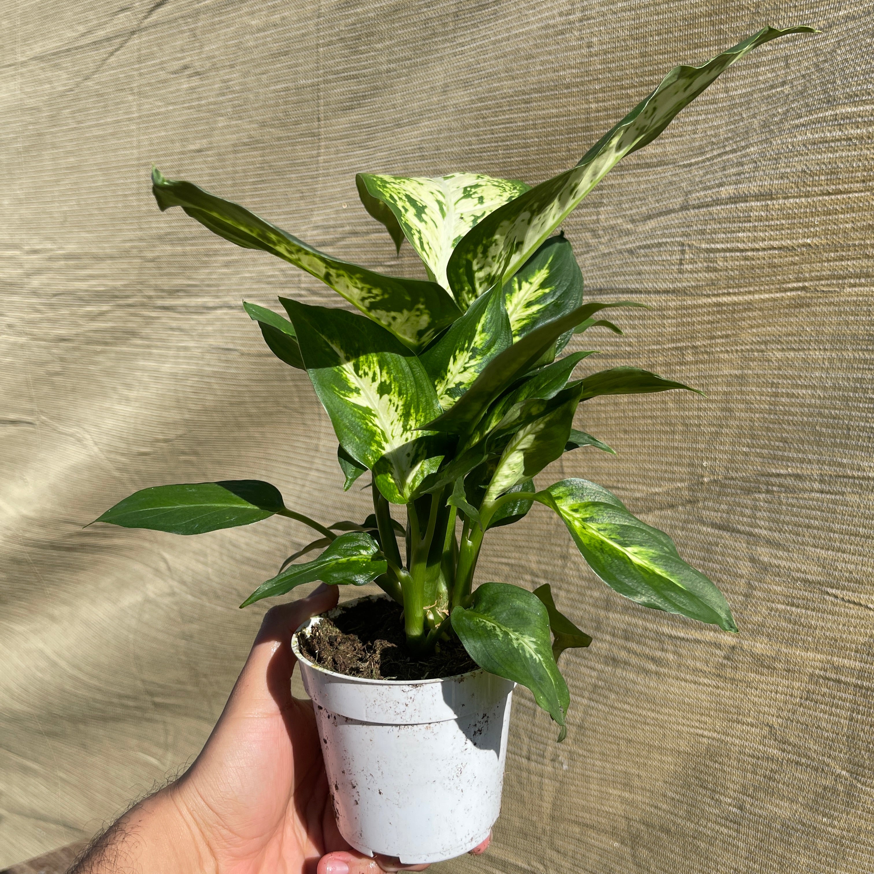 Dieffenbachia ‘Seguine’ 4" Pot