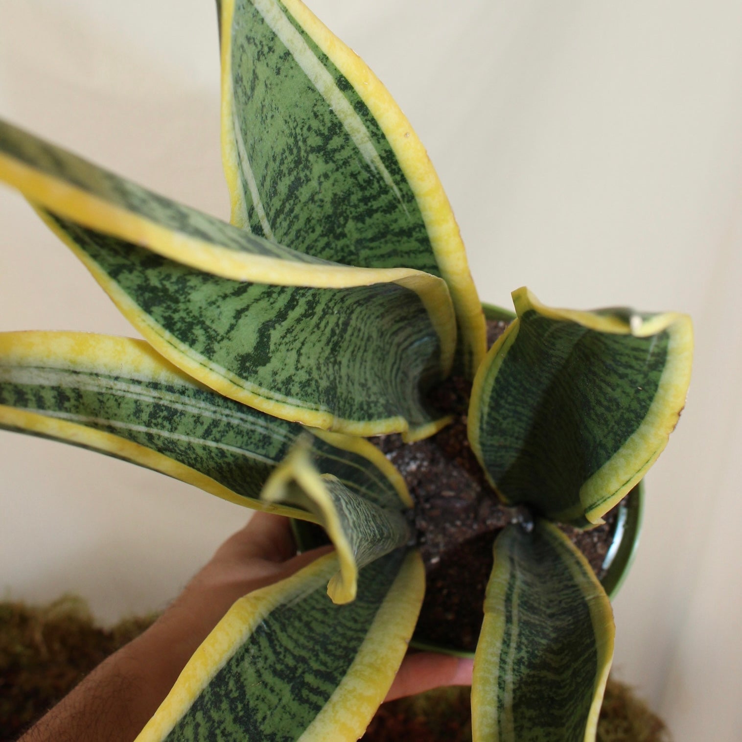 Laurentii Snake Plant 6” Pot